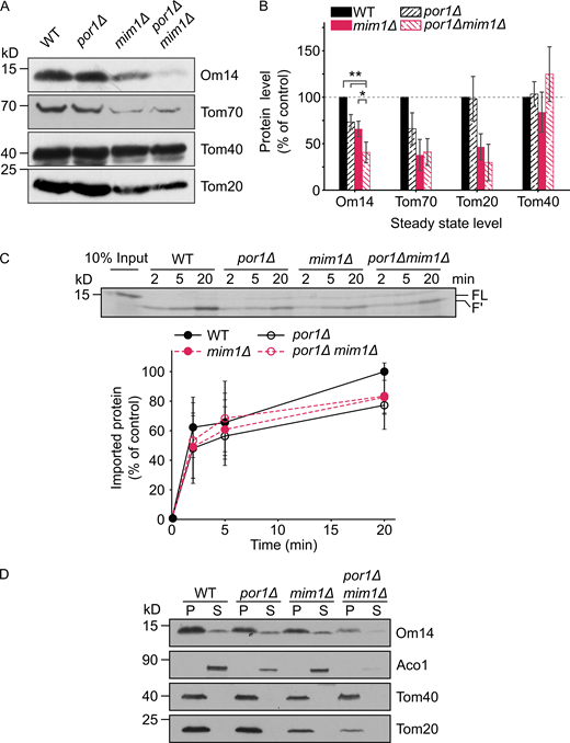 Both Mim1 and Porin contribute to the biogenesis of Om14.(A) Mitochondria isolated from WT, por1Δ, mim1Δ, or por1Δmim1Δ cells were analyzed by SDS–PAGE and immunodecoration with antibodies against the indicated proteins. (B) The steady-state levels of the proteins analyzed in A were quantified and the levels in the WT cells were set to 100%. Error bars represent ±SD. n > 3; *, P ≤ 0.05; **, P ≤ 0.01. (C) Radiolabeled Om14 was imported into mitochondria isolated from the cells described in A. At the end of the import reactions, mitochondria were treated with trypsin and the import reactions were further analyzed and quantified as described in the legend to Fig. 2 B. Bottom: Quantification of three independent experiments is presented. The intensity of the band corresponding to import into control organelles for 20 min was set to 100%. Error bars represent ± SD. (D) Mitochondria as in A were subjected to alkaline extraction. Pellet (P) and supernatant (S) fractions were analyzed by SDS–PAGE and immunodecoration using the indicated antibodies. Aconitase (Aco1) serves as a marker for soluble matrix proteins, whereas Tom40 and Tom20 are embedded in the mitochondrial outer membrane. Source data are available for this figure: SourceData F6.