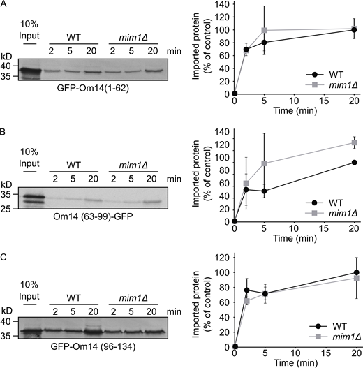 The import of truncated Om14 variants is only mildly dependent on Mim1.(A–C) Radiolabeled truncated variants of Om14 fused to GFP were incubated with mitochondria isolated from either WT or mim1Δ cells. At the end of the import reactions, samples were subjected to alkaline extraction and the pellets fractions were analyzed by SDS–PAGE and autoradiography. Right: Quantification of three independent experiments. The intensity of the band corresponding to import for 20 min into control organelles was set to 100%. Source data are available for this figure: SourceData FS1. Refer to the image caption for details.