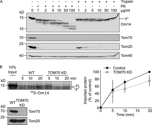 TOM70 contributes to the import of Om14 into mammalian mitochondria. (A) Isolated yeast mitochondria were treated with the indicated concentrations of either Proteinase K (PK) or trypsin. Mitochondrial proteins were then analyzed by SDS–PAGE and immunodecoration with the indicated antibodies. Tom20 and Tom70 are exposed on the surface of the organelle, whereas Tom40 is embedded within the membrane. (B) Radiolabeled Om14 was imported into mitochondria isolated from either control human HeLa cells or HeLa cells where Tom70 was knocked down. After the import, samples were treated with trypsin and analyzed and quantified as described in the legend to Fig. 2 B. The lower panel shows analysis of the isolated mitochondria by SDS–PAGE and Western blotting with the indicated antibodies. Note: TOM70 is hardly detected in the KD cells. Right: Quantification of the import efficiency was done as described in the legend to Fig. 2 B. Source data are available for this figure: SourceData FS2. Refer to the image caption for details.