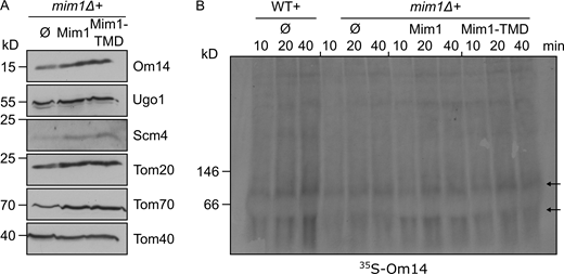 The central TMD of Mim1 can replace the native protein. (A) Mitochondria were isolated from mim1Δ cells harboring an empty vector (Ø) or a plasmid encoding either native Mim1 or its central TMD. The steady-state levels of known Mim1 substrates as well as of Tom40 (for comparison) were analyzed by SDS–PAGE and immunodecorated with the indicated antibodies. (B) Radiolabeled Om14 was imported into mitochondria isolated from the indicated cells and further analyzed by BN–PAGE and autoradiography. Both arrows mark oligomeric species of Om14. Source data are available for this figure: SourceData FS3. Refer to the image caption for details.