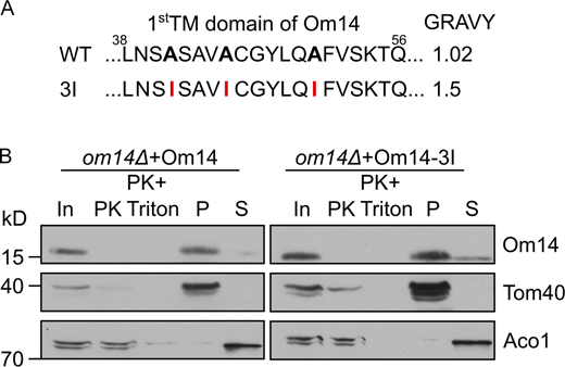 Increasing the hydrophobicity of TMD1 does not affect the membrane integration of Om14. (A) Amino acid sequence of the putative first TMD of both native Om14 (WT) and a variant with increased hydrophobicity due to the introduction of three Ile residues (3I). Mutated residues are in bold. (B) Mitochondria isolated from om14Δ cells expressing either native Om14 or the Om14-3I variant were subjected to Proteinase K treatment or alkaline extraction. Samples were further analyzed by SDS–PAGE and immunodecoration with the indicated antibodies. Source data are available for this figure: SourceData FS4 Refer to the image caption for details.