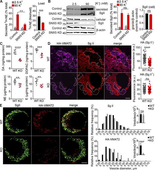 SNX5 confers monoamine storage and release by directing VMAT2 to DCVs. (A and B) PC12 cells transfected with control or SNX5 siRNA were loaded with 3H-NE and incubated in Tyrode’s solution containing 2.5 or 90 mM K+. (A) Loss of SNX5 greatly reduces the release of preloaded 3H-NE (right; n = 4). (B) Western analysis for SgII shows no change in release (normalized to total, middle, n = 4) or storage (normalized to β-actin, right, n = 6) with loss of SNX5. (C) The adrenal glands of SNX5 KO mice show reduced levels of dopamine (DA), the DA metabolite 3,4,-dihydroxyphenylacetic acid (DOPAC), NE, and epinephrine (E; n = 6 glands). (D) The adrenal medullae of WT and SNX5 KO mice both expressing an HA-VMAT2 BAC transgene were immunostained for HA with a primary antibody conjugated directly to Alexa Fluor 647 (left) and for SgII (right). Scatterplots (right) indicate total gland immunofluorescence (n = 3). Scale bar, 200 μm. (E) Chromaffin cells from WT or SNX5 KO mice crossed to the HA-VMAT2 BAC transgene were immunostained for SgII (left) and HA (right), and the images were reconstructed from a 125-nm section by structured illumination (left). Bar graphs indicate the relative frequency distribution and number of HA+ or SgII+ punctae (right; n = 6–10 cells/genotype). Scale bar, 2 μm. Bar graphs and scatterplots indicate mean ± SEM. **, P < 0.005; ***, P < 0.001; ****, P < 0.0001 by unpaired t test. Data S1 shows statistics source data. Source data are available for this figure: SourceData F1.
