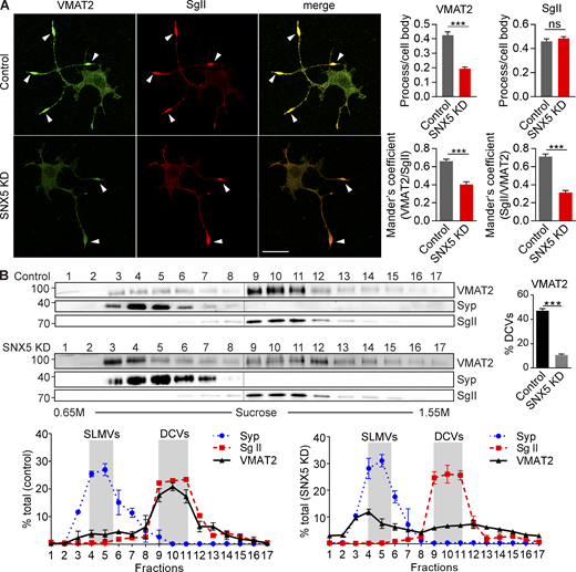 Loss of SNX5 disrupts localization of VMAT2 to DCVs. (A) PC12 cells stably expressing 3Flag-VMAT2 were transfected with control or SNX5 siRNA and immunostained for Flag (green) and SgII (red) after treatment with 50 ng/ml NGF for 48 h. Bar graphs (right) show reduced localization of VMAT2 but not SgII in processes relative to the cell body (upper) and Mander’s overlap coefficient of the proportion of pixels labeled strongly for VMAT2 that also stain for SgII (VMAT2/SgII) and vice versa (SgII/VMAT2; n = 3). (B) Equilibrium sucrose density gradient fractionation of PC12 cells stably expressing 3HA-VMAT2 shows that SNX5 knockdown (KD) redistributes VMAT2 but not SgII or synaptophysin (Syp) to light fractions (n = 3). The gradient fractions were loaded onto two gels (separated here by vertical lines) and then transferred to one membrane for detection by ECL. Bar graphs indicate mean ± SEM. ****, P < 0.0001 by unpaired t test. Data S1 shows statistics source data. Source data are available for this figure: SourceData F2. Refer to the image caption for details.