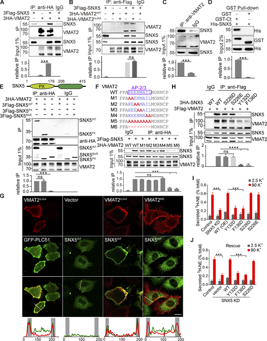 SNX5 recognizes upstream residues in an adaptor binding site. (A and B) Extracts from COS7 cells transfected with 3Flag-SNX5 and 3HA-VMAT2 were immunoprecipitated for HA (A) or Flag (B), and the precipitates were immunoblotted for Flag (A) and HA (B). (C) Rat brain extract was immunoprecipitated for VMAT2 and immunoblotted for SNX5. (D) A GST fusion to the C-terminus of VMAT2 pulls down bacterially expressed 6His-SNX5 (full length). (E) Top: Diagram of SNX5 protein containing PX and BAR domains. Bottom: Extracts from cells transfected with 3Flag-tagged WT or mutant SNX5 and 3HA-VMAT2 were immunoprecipitated for HA (n = 3). (F) Top: Sequence alignment of the extended dileucine-like motif and alanine-scanning mutants. Bottom: Extracts from cells transfected with 3Flag-SNX5 and 3HA-tagged WT or mutant VMAT2 were immunoprecipitated for HA (n = 3). (G) Cotransfected 3Flag-SNX5 (green) redistributes to the plasma membrane with IL/AA VMAT2 but not the M5 mutant (red). Line scans of fluorescence intensity are shown to the right. Scale bars, 10 µm. (H) Extracts from cells transfected with 3Flag-VMAT2 and 3Flag-SNX5 (WT and mutants) were immunoprecipitated for Flag (n = 3) and immunoblotted for HA. (I and J) Secretion assays as described in Fig. 1 (n = 3–6). Input (1%) is shown below the immunoprecipitation. Bar graphs indicate mean ± SEM of the band intensities normalized to maximum co-IP for each experiment (n = 3). ***, P < 0.001; ****, P < 0.0001 by unpaired t test (A–D) or one-way ANOVA with Tukey’s multiple comparisons test (E, F, and H–J). Data S1 contains statistics source data. Source data are available for this figure: SourceData F3. Refer to the image caption for details.