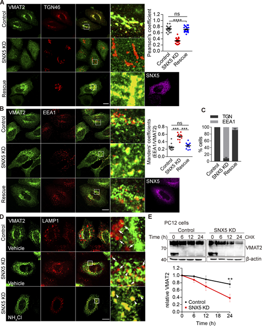 Loss of SNX5 redistributes VMAT2 from TGN to endosomes and promotes its lysosomal degradation. (A and B) Loss of SNX5 redistributes VMAT2 away from the TGN (A) to endosomes (B). HeLa cells transfected with 3HA-VMAT2 and control siRNA, SNX5 siRNA, or SNX5 siRNA with RNAi-resistant SNX5 were immunostained for HA (green), SNX5 (magenta), and either TGN46 (red; A) or EEA1 (red; B). The colocalization of VMAT2 and TGN46 was quantified by Pearson’s correlation coefficient (n = 20 images from three independent experiments). The VMAT2 colocalizing with EEA1 was quantified using the Mander’s overlap coefficient analyzing the proportion of pixels labeled strongly for EEA1 that also stain for VMAT2 (n = 10 images from three independent experiments). (C) The bar graph shows the percentage of cells with overall colocalization of VMAT2 to either TGN46 or EEA1 (n = 25 images from three independent experiments). (D) HeLa cells transfected with 3HA-VMAT2 and either control or SNX5 siRNA, without or with pretreatment for 1 h in NH4Cl (10 mM), were immunostained for HA (green) and LAMP1 (red) and the colocalization quantified by Pearson’s correlation coefficient shown in Fig. S5 D (n = 15 images from three independent experiments). Scale bars, 10 µm. (E) PC12 cells stably expressing 3HA-VMAT2 were treated with cycloheximide (CHX) at the times indicated, and VMAT2 was quantified by Western analysis, normalizing to β-actin and the amount at time 0 (n = 3). The lower band seen only at 0 min is an immature form of VMAT2. Scatterplots show mean ± SEM (n = 3). **, P < 0.005; ***, P < 0.001 by one-way ANOVA with Tukey’s multiple comparisons test (A and B) or unpaired t test (E). Data S1 contains statistics source data. Source data are available for this figure: SourceData F4. Refer to the image caption for details.