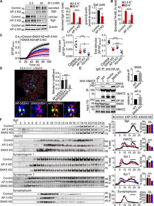 AP-3 and SNX5 have distinct roles in DCV formation. (A and B) Release of SgII (A) and preloaded 3H-NE (B) from PC12 cells transfected with control or AP-3 siRNA and stimulated as in Fig. 1 C. WT or AP-3 KO PC12 cells transfected with VMAT2-pHluorin and siRNA to SNX5 were stimulated with 90 mM K+, and the fluorescence was normalized to that observed in 50 mM NH4Cl (n = 3). (D) PC12 cells were immunostained for EEA1 (blue), AP-3δ (green), and SNX5 (red), and the images were acquired using SIM and reconstructed as in Fig. 1. Scale bar, 5 μm. (E) Glial cells from WT, SNX5 KO, and mocha mice were transduced with lentivirus encoding 3HA-VMAT2 and immunoprecipitated for HA. (F) PC12 cells stably expressing 3HA-VMAT2 were transfected with control, SNX5 siRNA, or AP-3 siRNA and extracts separated by equilibrium density gradient fractionation. The fractions were loaded onto one or two gels (in the case of VMAT2 and synaptophysin) and then transferred onto one membrane for fluorescent detection. Bar graphs indicate the percentage of protein in DCV fractions 16–21 (n = 3 independent experiments). Bar graphs and scatterplots indicate mean ± SEM. **, P < 0.005; ***, P < 0.001 by unpaired t test (A, B, and E) or one-way ANOVA with Tukey’s multiple comparisons test (C, D, and F). Data S1 contains statistics source data. Source data are available for this figure: SourceData F5. Refer to the image caption for details.