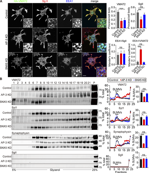 Loss of AP-3 but not SNX5 impairs trafficking to SLMVs. (A) PC12 cells stably expressing 3HA-VMAT2 and transfected with control, SNX5 siRNA, or AP-3 siRNA were immunostained for VMAT2 (green), SgII (red), and EEA1 (blue) after NGF treatment. Bar graphs (right) show that AP-3 or SNX5 knockdown (KD) both reduced localization of VMAT2, but only AP-3 KD reduced localization of SgII in processes relative to the cell body (upper). Mander’s overlap coefficient analyzing the proportion of pixels labeled strongly for EEA1 that also stain for SgII or VMAT2 suggested that AP-3 KD increased colocalization of VMAT2 with EEA1 (lower; n = 3). (B) PC12 cells stably expressing 3HA-VMAT2 were transfected with control, SNX5 siRNA, or AP-3 siRNA, and extracts were separated by glycerol velocity gradient fractionation. Bar graphs indicate the percentage of protein in SLMV fractions 6–9 (n = 3 independent experiments). Bar graphs indicate mean ± SEM. *, P < 0.05; ***, P < 0.001; ****, P < 0.0001 by one-way ANOVA with Tukey’s multiple comparisons test. Data S1 contains statistics source data. Source data are available for this figure: SourceData F6. Refer to the image caption for details.