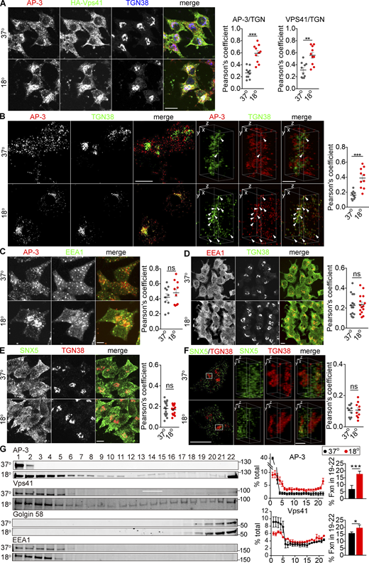 Temperature shift redistributes AP-3 to the TGN. (A) PC12 cells infected with HA-Vps41 virus were incubated for 4 h at either 37 or 18°C, immunostained for AP-3δ (red), HA-Vps41 (green), and TGN38 (blue). Scatterplot (right) indicates the Pearson’s correlation coefficient of AP-3 or VPS41 with TGN (n = 10 cells from three independent experiments). Scale bar, 5 µm. (B) PC12 cells were incubated for 4 h at either 37 or 18°C, immunostained for AP-3δ (red) and TGN38 (green), and the images were reconstructed as in Fig. 1 (left scale bar, 5 μm). Representative 3D SIM volume rendering shows colocalization of AP-3 with TGN38 only at 18°C (right scale bar, 0.5 µm). Arrowheads indicate AP-3 colocalizing with TGN38. Scatterplot (right) indicates the Pearson’s correlation coefficient of AP-3 with TGN (n = 10 cells from three independent experiments). (C and D) PC12 cells were incubated for 4 h at either 37 or 18°C and immunostained either for AP-3δ (red) and EEA1 (green; C) or for EEA1 (red) and TGN38 (green; D). Representative micrographs show that EEA1 does not accumulate during temperature shift. Scatterplot (right) indicates the Pearson’s correlation coefficient of each channel (n = 10 cells from three independent experiments). Scale bar, 5 µm. (E and F) PC12 cells were incubated for 4 h at either 37 or 18°C and immunostained for endogenous SNX5 (green) and TGN38 (red), and images were acquired by confocal (E) or SIM (F) reconstructed as in Fig. 1 (left scale bar, 5 μm; right scale bar, 0.5 µm). Scatterplot (right) indicates the Pearson’s correlation coefficient of each channel (n = 10 cells from three independent experiments). Representative images show that SNX5 does not accumulate at the TGN with temperature shift. Scale bar, 5 μm. (G) PC12 cells infected with HA-Vps41 were incubated for 4 h at either 37 or 18°C, the postnuclear supernatant separated by velocity sedimentation through 0.3–1.2 M sucrose, the fractions immunoblotted for AP-3, HA-Vps41, golgin-58, and EEA1. AP-3 and HA-Vps41 migrate to heavier fractions after incubation at 18°C (n = 3 independent experiments). Bar graphs indicate the percentage of protein in TGN fractions (19–22). Error bars indicate mean ± SEM. *, P < 0.05; **, P < 0.05; ***, P < 0.001 relative to control by two-tailed Student’s t test. Data S1 contains statistics source data. Source data are available for this figure: SourceData F7.