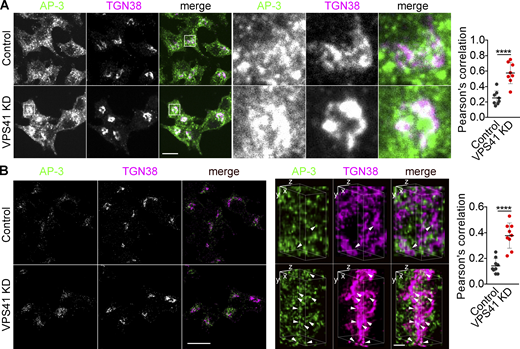 Loss of VPS41 traps AP-3 at the TGN. (A and B) PC12 cells were transfected twice with control or Vps41 siRNA and immunostained for AP-3δ (green) and TGN38 (red), and images were acquired by confocal (A) or SIM (B) and reconstructed as in Fig. 1 (left scale bar, 5 μm). Representative 3D SIM volume rendering shows colocalization of AP-3 with TGN38 (arrowheads; right scale bar, 0.5 µm). Scatterplot (right) indicates the Pearson’s correlation coefficient of AP-3 with TGN (n = 3 independent experiments). Error bars indicate mean ± SEM. ****, P < 0.0001 relative to control by two-tailed Student’s t test. Data S1 contains statistics source data. Refer to the image caption for details.
