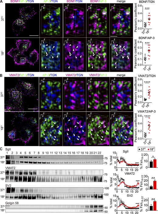 AP-3 trapped at the TGN colocalizes with soluble and membrane DCV cargo. (A and B) PC12 cells transduced with lentivirus encoding BDNF-mScarlet (A) or 3HA-VMAT2 (B) were incubated at 18°C for 4 h and immunostained for AP-3δ (green), BDNF (red), and TGN38 (blue; A); or AP-3δ (green), VMAT2 (red), and TGN38 (blue; B). The images were obtained using SIM. Left scale bars, 5 μm. Representative 3D SIM volume rendering (lower panels) shows that BDNF and VMAT2 colocalize with AP-3 after temperature shift. Right scale bars, 0.5 µm. Arrowheads indicate cargo colocalizing with both AP-3 and TGN38. Scatterplots indicate the Pearson’s correlation coefficients for colocalization of the indicated channels (n = 10 images from three independent experiments). (C) PC12 cells were incubated for 4 h at either 37 or 18°C, the postnuclear supernatant was separated by velocity sedimentation and fractions were immunoblotted for SgII, VMAT2, SV2, and Golgin 58 as described in Fig. 7. SgII, VMAT2, and SV2 migrate to heavier fractions after incubation at 18°C (n = 3 independent experiments). Bar graphs indicate the percentage of protein in TGN fractions (19–22). Error bars indicate mean ± SEM. *, P < 0.05; **, P < 0.005; ***, P < 0.001; and ****, P < 0.0001 by two-tailed Student’s t test. Table S1 contains statistics source data. Source data are available for this figure: SourceData F9. Refer to the image caption for details.