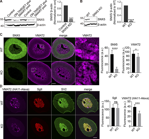 Loss of SNX5 reduces VMAT2 expression. Related to Fig. 1. (A) PC12 cells were transfected twice with control or SNX5 siRNA, and extracts were immunoblotted for SNX5. Bar graph quantifies SNX5 expression normalized to β-actin and control (n = 3). (B) Immunoblotting for SNX5 in the adrenal glands of SNX5+/+ (WT) and SNX5−/− (KO) mice. Bar graph quantifies SNX5 expression normalized to β-actin and WT (n = 3). (C and D) Slices from the adrenal medullae of WT or SNX5 KO mice expressing an HA-VMAT2 BAC transgene were immunostained for HA (magenta) and SNX5 (green) using amplification with secondary antibodies (C) or for HA11 primary antibody directly conjugated to Alexa Fluor 647 as well as for SgII (red) and SV2 (green; D). Bar graphs quantify SNX5, VMAT2, and SgII fluorescence intensity (n = 3). Scale bar, 200 μm. Bar graphs indicate mean ± SEM. *, P < 0.05; ***, P < 0.001; ****, P < 0.0001 by unpaired Student’s t test. Data S1 shows statistics source data. Refer to the image caption for details.