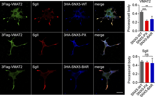 Isolated SNX5 PX and BAR domains disrupt the localization of VMAT2 to DCVs. Related to Fig. 2. PC12 cells stably expressing 3Flag-VMAT2 were transfected with HA-tagged WT, PX, or BAR domains of SNX5; treated with 50 ng/ml NGF for 48 h; and immunostained for Flag (green), SgII (red), and HA (blue). Bar graphs show reduced localization of VMAT2 but not SgII in processes relative to the cell body (n = 10 images from three independent experiments). Bar graphs indicate mean ± SEM. **, P < 0.005; ***, P < 0.001 by one-way ANOVA with Tukey’s multiple comparisons test. Data S1 contains statistics source data. Refer to the image caption for details.