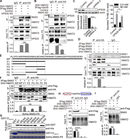 SNX5 recognizes the extended dileucine-like motif of VMAT2. Related to Fig. 3. (A and B) 3HA-VMAT2 and 3Flag-SNX5 (A) or 3Flag-Vps35 (B) were expressed in COS7 cells with Vps35 (A), SNX5 (B), or control siRNA, and extracts were immunoprecipitated for HA. (C) Vps35 and control shRNA were transduced into PC12 cells by lentivirus, and the extracts were immunoblotted for VPS35. Knockdown with each of the constructs slightly impairs regulated release of preloaded 3H-NE (n = 6). (D) Extracts from COS7 cells transiently transfected with 3HA-VMAT2 and 3Flag-SNX1, -SNX5, or -SNX6 were immunoprecipitated for HA. (E) Sequence of the VMAT2 C-terminus and deletions F1–F6. (F) 3Flag-SNX5 was cotransfected into COS7 cells with WT and mutant 3HA-VMAT2, and extracts were immunoprecipitated for HA. The input shows variable expression of the deletions, but F1, 3, and 5 still recognize SNX5. (G) Bacterially expressed 8His-SNX5-PX pulls down all of the GST-VMAT2 fusions except the replacement of KEEK by alanine. Below, 0.2-µg input stained with Coomassie Brilliant Blue (n = 3). (H) Sequence of VMAT2 C-terminus with potential β hairpin structure. Extracts from HEK293T cells transfected with 3Flag-SNX5 and 3HA-VMAT2 WT, LCFFL, or KEEKM deletion mutants were immunoprecipitated for HA, and the precipitates were immunoblotted for Flag (lower panel). (I) Extracts from HEK293T cells transfected with 3Flag-SNX5 and 3HA-VMAT2 WT or IL/DD mutant were immunoprecipitated for HA, and the precipitates were immunoblotted for Flag. 25% of the immunoprecipitates were used for immunoblotting. Inputs (1%) are shown below the immunoprecipitations. Bar graphs indicate mean ± SEM of the band intensities normalized to maximum co-IP for each experiment (n = 3). **, P < 0.005; ***, P < 0.001 by one-way ANOVA with Tukey’s multiple comparisons test. Data S1 contains statistics source data. Source data are available for this figure: SourceData FS3. Refer to the image caption for details.