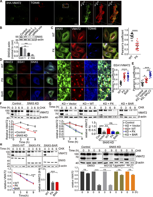 Isolated SNX5 PX and BAR domains redistribute VMAT2 from TGN to endosomes and increase its lysosomal degradation. Related to Fig. 4. (A) HeLa cells transfected with 3HA-VMAT2 were fixed and immunostained for TGN46 (red) and VMAT2 (green). The images were obtained by SIM, shown here as reconstructions of a 125-nm slice. Representative 3D SIM volume rendering of VMAT2 and TGN46 shows that VMAT2 colocalizes with TGN46. Scale bars, 10 µm (left) and 1 µm (right). (B) SNX5 siRNA reduces SNX5 expression in HeLa cells by Western analysis, normalizing to β-actin and control (n = 3). (C) HeLa cells were transfected with either WT or PX-SNX5, immunostained for Flag (green), HA (red), and TGN46 (blue), and the colocalization of VMAT2 with TGN46 was quantified by Pearson’s correlation coefficient (n = 15 images from three independent experiments). Scale bars, 10 µm. (D) HeLa cells were transfected with WT, PX-SNX5, or BAR-SNX5 and immunostained for HA (green), EEA1 (red), and Flag (blue), and the colocalization was quantified by Mander’s overlap coefficient of the proportion of pixels labeled strongly for EEA1 that also stained for VMAT2 (n = 15 images from three independent experiments). Scale bar, 10 µm. (E) The scatterplot shows the Pearson’s correlation coefficient from Fig. 4 D. (F–H) CHO cells stably expressing 3HA-VMAT2 were transfected with control or SNX5 siRNA (F) or siRNA-resistant WT, PX-SNX5, or BAR-SNX5 (G and H) and treated with cycloheximide (CHX) for the times indicated, and extracts were immunoblotted for VMAT2, normalizing to β-actin and the amount at time 0 (n = 3). (I) CHO cells stably expressing 3HA-VMAT2 were transfected with control or SNX5 siRNA and treated with CHX, and the remaining VMAT was determined after 9 h in DMSO, proteasome inhibitor MG132, lysosomal protease inhibitor leupeptin, or NH4Cl (n = 3). Bar graph and scatterplots show mean ± SEM (n = 3). *, P < 0.05; **, P < 0.005; ***, P < 0.001; ****, P < 0.0001 by one-way ANOVA with Tukey’s multiple comparisons test (B and D–I) or unpaired t test (C). Data S1 contains statistics source data. Source data are available for this figure: SourceData FS4. Refer to the image caption for details.