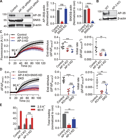 AP-3 knockdown impairs VMAT2 exocytosis and monoamine loading similarly to KO of the AP-3δ gene by CRISPR. Related to Fig. 5. (A) PC12 cells were transfected twice with control, AP-3, or SNX5 siRNA, and extracts were immunoblotted for AP-3 and SNX5, respectively. Bar graph quantifies AP-3 (middle) and SNX5 (right) expression normalized to β-actin and control (n = 3). (B) Western blot of PC12 cell lines confirms the absence of AP-3 protein from KO cells. (C) WT or AP-3 KO PC12 cells transfected with VMAT2-pHluorin and siRNA to AP-3 (in WT only) were stimulated in 90 mM K+, and the fluorescence was normalized to that observed in 50 mM NH4Cl (n = 3 independent experiments). (D) WT or AP-3 KO PC12 cells transfected with VMAT2-pHluorin and siRNA to SNX5 and AP-3 in WT or siRNA to SNX5 in KO cells were stimulated in 90 mM K+, and the fluorescence was normalized to that observed in 50 mM NH4Cl (n = 3 independent experiments). (E) Left: WT or AP-3 KO PC12 cells transfected with control or AP-3 siRNA (in WT cells only) were preloaded with 3H-NE and stimulated as in Fig. 1. Right: Total loaded 3H-NE in WT, AP-3 KO, or knockdown (KD) cells. Bar graphs indicate mean ± SEM. **, P < 0.005; ***, P < 0.001; ****, P < 0.0001 by one-way ANOVA with Tukey’s multiple comparisons test. Statistics source data can be found in Data S1. Refer to the image caption for details.