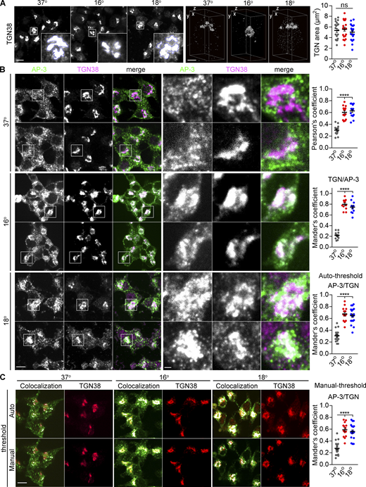 Temperature shift redistributes AP-3 to the TGN independent of any change in the localization of TGN proteins. Related to Fig. 7. (A) PC12 cells were incubated either at 16°C for 30 min or 18°C for 4 h, fixed immediately, and immunostained. The images were acquired by confocal (left) or SIM (right) and reconstructed as in Fig. 1. Representative 3D SIM volume rendering shows distribution of TGN38 at the indicated temperature. Scatterplot indicates the area occupied by TGN38+ structures (n = 20 cells from three independent experiments). Scale bars, 5 µm (left) and 1 µm (right). (B) PC12 cells were incubated at 37°C, 16°C for 30 min, or 18°C for 4 h and immunostained for AP-3δ (green) and TGN38 (magenta). Magnified images show the colocalization of AP-3 with TGN38. Scatterplots show the Pearson’s correlation coefficient of AP-3 with TGN (top) and the Mander’s overlap coefficient for the proportion of pixels labeled strongly for TGN that also stained for AP-3 (TGN/AP-3, middle) and vice versa (AP-3/TGN, bottom) using autothreshold (n = 15 cells from three independent experiments). Scale bar, 5 µm. (C) PC12 cells were incubated at 37°C, 16°C for 30 min, or 18°C for 4 h and immunostained for AP-3δ (green) and TGN38 (red). The Mander’s overlap coefficient was used to quantify AP-3/TGN using autothreshold (above) or manual threshold (below). White puncta indicated the colocalization of AP-3 and TGN38 by auto- or manual threshold. Scatterplot indicates the Mander’s overlap coefficient for AP-3/TGN using a manual threshold. Scale bar, 5 µm. Error bars indicate mean ± SEM. ****, P < 0.0001 relative to control by one-way ANOVA with Tukey’s multiple comparisons test. Data S1 contains statistics source data. Refer to the image caption for details.