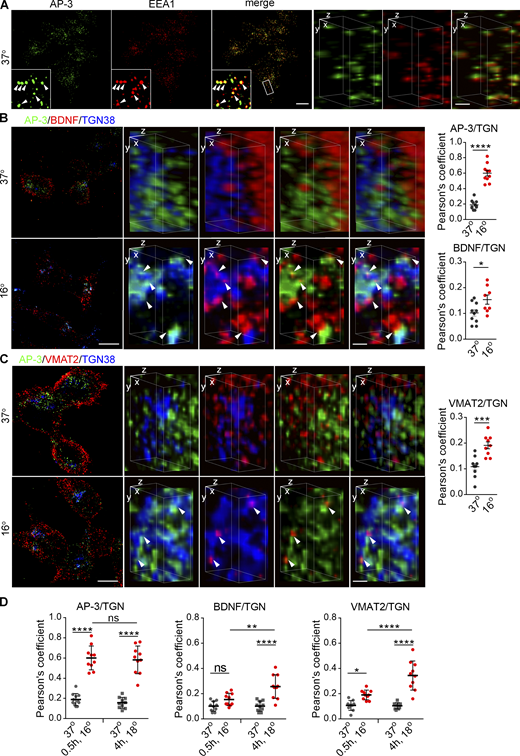 Temperature block rapidly redistributes AP-3 to the TGN, whereas DCV cargo accumulate more slowly. Related to Fig. 9. (A) PC12 cells were immunostained for AP-3δ (green) and EEA1 (red), and the images were acquired by SIM and reconstructed as in Fig. 1. Arrowheads indicate punctate labeling for both AP-3 and EEA1 (left scale bar, 5 μm). Representative 3D SIM volume rendering shows AP-3 colocalizing with EEA1 (right scale bar, 0.5 µm). (B and C) PC12 cells transduced with lentivirus encoding BDNF-mScarlet (B) or 3HA-VMAT2 (C) were incubated at either 37 or 16°C for 30 min and immunostained for AP-3δ (green), BDNF (red), and TGN38 (blue; B) or AP-3δ (green), VMAT2 (red), and TGN38 (blue; C). The images were acquired using SIM (n = 8–10 images from three independent experiments). Arrowheads indicate cargo colocalizing with AP-3 and TGN38. Scatterplots indicate Pearson’s correlation coefficients for the colocalization of cargo with AP-3 in the region surrounding the TGN. (D) Scatterplots indicate Pearson’s correlation coefficients for the colocalization of AP-3, BDNF, or VMAT2 with TGN at 16°C for 30 min or 18°C for 4 h. Error bars indicate mean ± SEM. *, P < 0.05; **, P < 0.01; ***, P < 0.001; ****, P < 0.0001 by two tailed Student’s t test (B) or one-way ANOVA with Tukey’s multiple comparisons test (C). Table S1 contains statistics source data. Refer to the image caption for details.