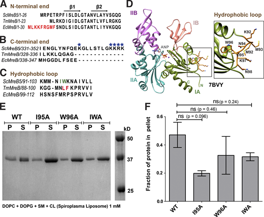 ScMreB5 binds to liposomes. (A) Sequence alignment of ScMreB5 with TmMreB and EcMreB, showing the absence of amphipathic helix at the N-terminus. Amphipathic helix of EcMreB is highlighted in red. Secondary structures are labeled on top of the alignment. (B) Sequence alignment of C-terminal region of ScMreB5 with TmMreB and EcMreB shows longer C-terminal tail enriched with positively charged residues (highlighted with blue stars). (C) Sequence alignment of ScMreB5 with TmMreB and EcMreB in the region of hydrophobic loop. The residues interacting with the membrane for TmMreB and predicted residues for ScMreB5 are highlighted in red and green, respectively. (D) Crystal structure of AMP-PNP–bound ScMreB5 (PDB accession no. 7BVY), with proposed membrane insertion loop (orange) in domain IA (green). Inset: Zoomed-in view of the loop. The N- and C-terminal ends of ScMreB5 are labeled N and C, respectively. (E) A representative 12% SDS-PAGE gel of liposome pelleting assay for comparing membrane binding of ScMreB5WT (denoted WT), with the hydrophobic loop mutants (single mutants ScMreB5I95A and ScMreB5W96A and double mutant ScMreB5I95A, W96A, denoted as I95A, W96A, and IWA, respectively). P and S represent the pellet and supernatant fractions of the reaction. Concentrations of liposomes of composition mimicking S. citri lipids and protein used in the assay are 1 mM and 2 µM, respectively. (F) Plot showing relative intensities of the fraction of protein in the pellet corresponding to ScMreB5WT and hydrophobic loop mutants calculated from the SDS-PAGE gels (representative gel shown in E) from three independent experiments. The error bar denotes mean with SEM; unpaired two-tailed Student’s t test; ns, P > 0.20). Source data are available for this figure: SourceData F6.