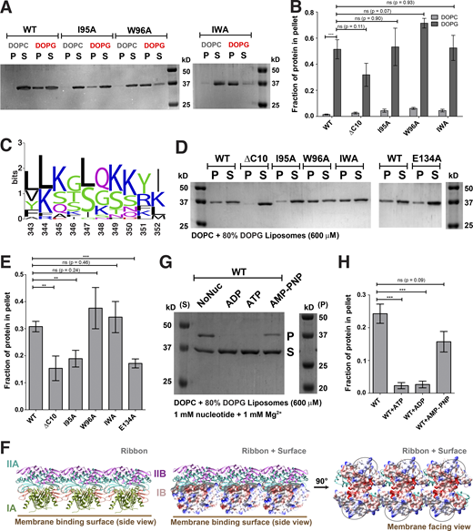 Membrane binding of ScMreB5 is modulated by lipid charge and conformational changes driven by Glu134. (A) A representative 12% SDS-PAGE gel of liposome pelleting assay for determining membrane binding of ScMreB5WT and the hydrophobic loop mutants with a neutral lipid DOPC and an anionic lipid DOPG. P and S represent the pellet and supernatant fractions of the reaction. Concentrations of DOPG and DOPC liposomes and protein used in the assay are 1 mM and 2 µM, respectively. (B) Plot showing relative intensities of the fraction of protein in the pellet corresponding to ScMreB5WT and mutant constructs in the SDS-PAGE gels from five independent experiments. The binding is specifically observed for liposome composed of the anionic lipid DOPG for the ScMreB5WT as well as the mutants. Negligible binding is seen for both ScMreB5WT and the mutants for the liposome made from neutral lipid DOPC. The error bar denotes the mean with SEM; unpaired two-tailed Student’s t test; ns, P > 0.05; ***, P < 0.0001). (C) Weblogo of C-terminal end, showing the presence of lysine and arginine in Spiroplasma MreB5s. The numbering on the x axis is with respect to the last 10 residues of ScMreB5. (D) A representative 12% SDS-PAGE gel of liposome pelleting assay showing a decrease in binding for ScMreB5WT and mutants (ScMreB5ΔC10, ScMreB5I95A, ScMreB5W96A, ScMreB5I95A,W96A, and ScMreB5E134A, denoted ΔC10, I95A, W96A, IWA, and E134A, respectively) at 20%:80% (DOPC:DOPG) liposome ratio. P and S represent the pellet and supernatant fractions of the reaction. Concentrations of liposomes and protein used in the assay are 600 and 2 µM, respectively. (E) Plot showing relative intensities of the fraction of protein in the pellet calculated from the SDS-PAGE gels from at least four independent experiments (representative image in D). The error bar denotes the mean with SEM; unpaired two-tailed Student’s t test; ns, P > 0.20; ***, P < 0.0001; **, P = 0.001–0.002). (F) Different views of membrane-binding face of double-protofilament ScMreB5. Electrostatic surface potential of the membrane-binding face (IA and IB subdomains; middle and right subpanels) of double protofilament of ScMreB5 is shown corresponding to the ribbon views of the double protofilament (left). Circled regions within the surface show the regions of positive and neutral charge for the membrane-binding face of the filament. The double protofilament of ScMreB5 was modeled using CcMreB double protofilament, PDB accession no. 4CZE. Subdomains IA and IB are colored pink and light green. (G) A representative 12% SDS-PAGE gel of liposome pelleting assay showing binding for ScMreB5WT in different nucleotide states at 20%:80% (DOPC:DOPG) liposome ratio. P and S represent the pellet and supernatant fractions of the reaction. Concentrations of liposomes and protein used in the assay are 600 and 2 µM, respectively. Concentration of nucleotides and MgCl2 used are 1 mM each. (H) Plot showing relative intensities of the fraction of protein in the pellet in different nucleotide conditions calculated from the SDS-PAGE gel from at least four independent experiments (representative image in G). The error bar denotes the mean with SEM; unpaired two-tailed Student’s t test; ns, P = 0.09; ***, P ≤ 0.0001). Source data are available for this figure: SourceData F7.