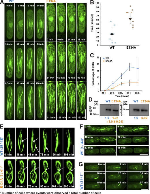 Time-lapse imaging of GFP-tagged ScMreB5 in S. pombe cells for estimating the differences in filament assembly dynamics of the ATP hydrolysis mutant ScMreB5E134A. (A) Time-lapse microscopy showing polymerization for ScMreB5WT and ScMreB5E134A (related to Video 2). Cells were grown for 28–30 h in the absence of thiamine, placed on an agarose pad without thiamine as mentioned in Materials and methods, and imaged at every 3-min time interval. The time at which the cells were placed on agarose pads and first imaged was taken as t = 0. (B) Plot showing the difference in time lag in the polymerization of ScMreB5E134A (number of cells = 7) compared with ScMreB5WT (number of cells = 9). In cells where polymerization was observed, it was seen to initiate between 6 to 57 min, with a mean time of ∼26 min for ScMreBWT as mentioned in the text. For ScMreBE134A mutant, the time was significantly delayed, and polymerization was observed between 42 to 93 min, with a mean of 69 min. Error bars represent 95% CI; statistical significance was assessed using an unpaired two-tailed Student’s t test, and the P value (0.00044) was calculated using the formula TTEST in Microsoft Excel. (C) A time-course experiment showing the lag in polymerization of ScMreB5E134A compared with ScMreB5WT. The percentage of cells (number of cells counted for each biological replicate was ≥1,239 and ≤1,792) having filaments were calculated for ScMreB5WT and ScMreB5E134A and plotted as a function of time. The mean from three biological replicates (N = 3) is plotted, and the error bars are inferential and represent 95% CI. (D) A representative immunoblot (one of three repeats) showing similar levels of protein expression for ScMreB5WT and ScMreB5E134A. ScMreB5WT and ScMreB5E134A were detected using anti-GFP antibodies conjugated to HRP, and β-tubulin was used a loading control. Band intensities were measured using Fiji, and the numbers below the GFP blot indicate values normalized with respect to the tubulin band. (E) Time-lapse microscopy showing bundling for ScMreB5WT and defect in bundling for ScMreB5E134A filaments (related to Video 3). White arrows indicate bundling events in ScMreB5 and, for ScMreB5E134A, point to the site of septation and highlight the bundling events that happen at the time of cell division (8 cells out of 41). (F) Time-lapse microscopy of cells expressing ScMreB5WT, which are undergoing division (related to Video 4). Filament disassembly can be observed after cell division. (G) Time-lapse microscopy of cells expressing ScMreB5WT shows fragmentation and reannealing or bundling of filaments (related to Video 5). Scale bar denotes 5 µm. For A, B, F, and G, cells were grown in EMM without thiamine for 24–32 h before imaging. Cells were placed on an EMM agarose pad lacking thiamine as described in Materials and methods and imaged at every 3-min time interval. For E–G, the number of cells in which such events were observed and the total number of cells are indicated in parentheses. Source data are available for this figure: SourceData F5. Refer to the image caption for details.