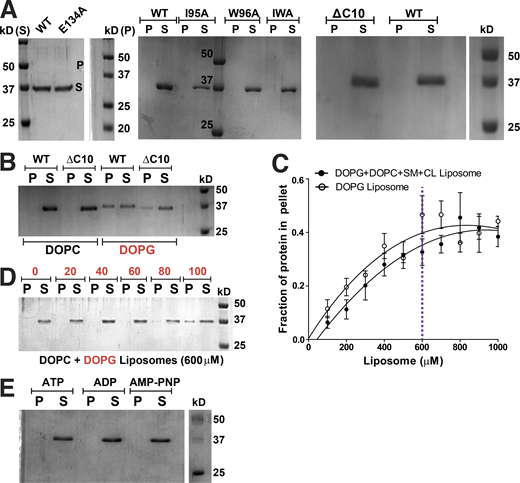 ScMreB5 binding to DOPG liposome is specific and concentration dependent. (A) A representative 12% SDS-PAGE gel of pelleting assay with WT, ATP hydrolysis mutant, and membrane-binding mutants showing that the protein does not pellet in the absence of liposomes at 100,000 g spin. (B) A representative 12% SDS-PAGE gel of liposome pelleting assay with C-terminal deletion mutant (ΔC10) shows binding with the charged liposome, DOPG. Concentrations of DOPG and DOPC liposomes used in the assay are 1 mM each, and that of protein is 2 µM. (C) Liposome-binding curves showing the increase in the fraction of ScMreB5WT in the pellet (liposome-bound fraction) at 2-µM protein concentration, with increasing concentration of the liposomes mimicking Spiroplasma lipid composition and 100% DOPG liposomes. The purple dotted line marks the 600-µM liposome concentration chosen for further liposome-binding assays. (D) A representative 12% SDS-PAGE gel of liposome pelleting assay showing the binding specificity of ScMreB5WT by varying the DOPC and DOPG ratios at 600-µM liposome concentration. Protein in the pellet is observed at the higher DOPG percentages. (E) A representative 12% SDS-PAGE gel of pelleting assay with WT, in the presence of 1 mM ATP/ADP/AMP-PNP, showing that the protein does not pellet in the presence of nucleotides in the absence of liposomes at 100,000 g spin. P and S represent the pellet and supernatant fractions of the protein. Source data are available for this figure: SourceData FS4. Refer to the image caption for details.