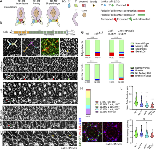 Sdk controls epithelial remodeling and fluctuations of cell contact length. (Refers to Videos 1 and 2 and Table S1.) (A) Left: Schematics of major steps in lattice remodeling. Right: Types of LCs, periods of expansion and contraction of LC–LC contacts, and contracted or expanded cell–cell contacts in this and subsequent figures. (B) Sdk consists of 6 immunoglobulin (Ig) domains, 13 Fibronectin type III domains (FN3), a transmembrane (TM) domain and a predicted WIRS motif. (C–H) Cellular defects in sdk mutants and HA::Sdk-expressing eyes compared with WT. (C) WT; each bristle cell, and 3° LC, connects to three 2° LCs as in colored overlay. (D)sdk mutant; common defects include cellular rosettes (magenta), missing LCs (blue), and extra LCs (brown; Fig. S1). (E)sdk mutant clones; cellular rosettes can consist of mutant and/or WT cells, see quantification in H. (F) GMR>HA::Sdk; LC–LC contacts are lost and replaced with 1°–1° contacts (white arrowheads) and large elongated vesicles persist at the cell surface (yellow arrowhead). (G) Quantification of the frequency of ommatidia vertices associated with intercalation defects and the frequency of edges associated with extra cells or missing cells and misplaced bristles in sdk mutants and GMR>HA::Sdk eyes compared with WT. χ2 test; ***, P < 0.001. (H) Quantification of the mutant and WT cell composition in 39 rosettes in 5 eyes containing sdk MARCM clones. (I–L) Cellular and contact dynamics in sdk mutant and GMR>HA::Sdk eyes compared with WT, 26–28 h APF (Video 1). (I) WT; contacts expand and contract cyclically. (J)sdk mutants; a subset of contacts transiently separate. (K) GMR>HA::Sdk; contacts separate either transiently or permanently. (L) Quantification of the amplitude of contact expansion and frequency of contact pulsing along horizontal edges. WT, n = 20 contacts in two retinas; sdkMB05054, n = 20 contacts in two retinas; sdkΔ15, n = 30 contacts in three retinas; GMR>HA::Sdk, n = 20 contacts in two retinas. Kruskal–Wallis test with Dunn’s multiple comparison test for pulse amplitudes, overall P < 0.0001; sdkΔ15 versus WT, P = 0.0189; sdkMB05054 versus WT, P = 0.0037; GMR>Sdk::HA versus WT, P < 0.0001, for pulse frequencies, overall P = .0923, sdkΔ15 vs. WT P > .9999, sdkMB05054 vs. WT P = .3918, GMR>HA::Sdk vs. WT P = .1341. (M) WT; vesicles bud from cone–1° contacts and move to 1°–LC contacts. Arrowheads trace vesicle movement. (N) GMR>HA::Sdk causes a delay of vesicle budding and their enlargement to form tubules. Arrowhead traces a vesicle arrested at budding (Video 2). (O) GMR>HA::Sdk expression in Sdk::GFP eyes. 36 h APF; HA::Sdk is broadly distributed along cell contacts and is excluded from vertices at this and earlier stages. Scale bar, 5 μm. Refer to the image caption for details.
