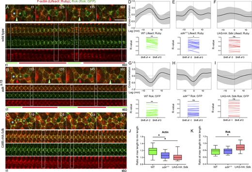 Sdk affects F-actin and Rok dynamics at LC–LC contacts. (Refers to Table S2 and Video 3.) (A–C) Actin and Rok dynamics in WT (A), sdkΔ15 mutant (B), and GMR>HA::Sdk eyes (C). Top: Snapshots from a time-lapse video. Bottom: Kymographs of a cell contact. Boxes correspond to time points shown in top panel. (D–F) Time-shifted Pearson correlation plots for contact length versus F-actin. In this and subsequent plots, black line is the mean correlation, gray band the SD. Length positively correlates with F-actin in WT (D) at a shift of −4 min, and in sdkΔ15 (E) at a shift of −3 min, but no correlation is detected in GMR>HA::Sdk (F). (G–I) Pearson correlation plots for contact length versus Rok. Length negatively correlates with Rok in WT (G) at a shift of −2 min and in sdkΔ15 (H) at a shift of −1 min. (I) GMR>HA::Sdk: length has a weak negative correlation with Rok at a shift of −1 min. (J and K) Levels of F-actin (J) and Rok (K) in contacts with maximal length relative to contacts with minimal length in WT, sdk mutants, and GMR>HA::Sdk eyes. Kruskal–Wallis test of F-actin ratios, P = 0.0090. Dunn’s multiple comparisons test: WT versus sdkΔ15, P = 0.0327; WT versus GMR>HA::Sdk, P = 0.0146. Rok ratios, P = 0.0435; WT versus GMR>HA::Sdk, P = 0.0293; WT versus sdkΔ15, P > 0.9999. Scale bar, 5 μm. Refer to the image caption for details.