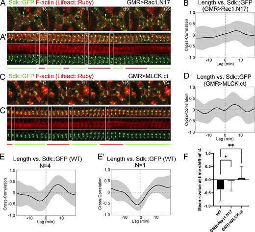 Tension affects Sdk dynamic localization to vertices. (Refers to Table S2 and Video 5.) (A–D) Sdk::GFP dynamics relative to actin and contact length in eyes expressing dominant-negative Rac1.N17 (A and B) and constitutively active MLCK.ct (C and D) compared with WT (E and E′) at 28 h APF. (A and C) Snapshots of a dynamic contact from a time-lapse video. (A′ and C′) Kymographs of the LC–LC contacts shown above. The regular patterns of expansion and contraction seen in WT are disrupted. (B and D–E′) Pearson correlation plots between Sdk levels at vertices and contact length in Rac1.N17 (B), MLCK.ct (D) and WT (E and E′) from four eyes (E) or a single eye (E′). (F) The mean peak correlation for WT contacts is significantly stronger than the correlation at the same time-shift for Rac1.N17 and MLCK.ct contacts (ANOVA, P = 0.0018; Dunn’s multiple comparisons test; *, P < 0.05; **, P < 0.01). Scale bar, 5 μm.