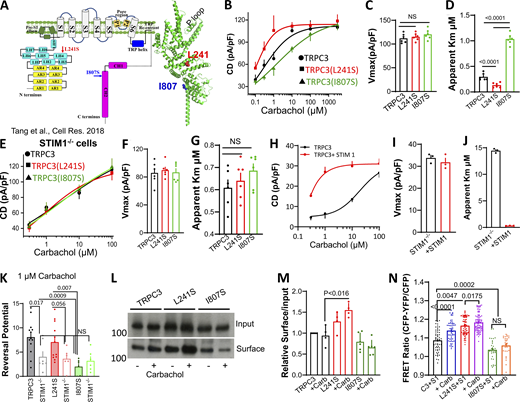 STIM1 controls receptor-mediated stimulation of TRPC3. (A) The domains and structure of a TRPC3 single subunit. The position of L241 and I807 are shown as spheres. (B–D) Concentration dependence of outward current of carbachol-stimulated TRPC3 (black), TRPC3(L241S) (red), and TRPC3(I807S) (green; B). The Vmax (C) and apparent Km (D) were obtained by Hill fitting. (E–G) All experiments were in STIM1−/− cells. Concentration dependence of outward current of carbachol-stimulated TRPC3 (black), TRPC3(L241S) (red), and TRPC3(I807S) (green; E). The Vmax (F) and apparent Km (G) were obtained by Hill fitting. (H–J) Experiments were in STIM1−/− cells transfected with vector (black) or STIM1 (red) depicting the concentration dependence (H), calculated Vmax (I), and apparent Km (J). (K) Reversal potential of TRPC3, TRPC3(L241S), and TRPC3(I807S) measured in wild-type and STIM1−/− cells. (L–M) Example blots and averaged surface expression of TRPC3, TRPC3(L241S), and TRPC3(I807S) in resting cells and cells stimulated with 100 µM carbachol. All blots are measured in kD. (N) FRET ratio between STIM1 and TRPC3, TRPC3(L241S), and TRPC3(I807S) was measured before and after stimulation with 100 µM carbachol. Example time courses and I/V plots are given in Figs. S1 and S2. Source data are available for this figure: SourceData F1.