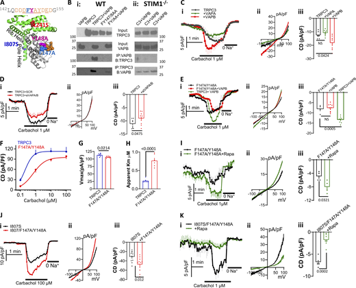 The TRPC3 FFAT motif is requited for TRPC3 regulation by PI(4,5)P2. (A) Shown are the sequence of the FFAT motif and its position within the linker helices (gray) in orange. The mutated FY is shown in spheres. (B, i and ii) Wild-type (Bi) and STIM1−/− (Bii) HEK cells transfected with TRPC3 or TRPC3(F147A/Y148A) and with and without VAPB were used to determine Co-IP of VABP (anti-RFB) and TRPC3 (anti-GFP). (C, i–iii) Cells were transfected with TRPC3 and vector, VAPA or VAPB to measure current time course (i), example I/V (ii), and current density (iii). (D) Cells were treated with scrambled siRNA (black) or siRNA to knock down both VAPA and VAPB (red). Time course (i), example I/V (ii), and current density (iii) of TRPC3. (E, i–iii) Time course (i), example I/V (ii), and current density (iii) are shown for TRPC3 + VAPB (green), TRPC3(F147A/Y148A) (black), and TRPC3(F147A/Y148A) + VAPB (red). (F–H) Concentration dependence of carbachol-stimulated outward current of TRPC3 (black) and TRPC3(F147A/Y148A) (F). The Vmax (G) and apparent Km (H) were obtained by Hill fitting. (I, i–iii) Time course (i), example I/V (ii), and current density (iii) of TRPC3(F147A/Y148A) in control (black) or PI(4,5)P2 depleted cells (red) and stimulated with 1 µM carbachol. (J, i–iii) Time course (i), example I/V (ii), and current density (iii) of TRPC3(I807S) (black) and TRPC3(I807S/F147A/Y148A) stimulated with 100 µM carbachol (red). (Ki–iii) Time course (i), example I/V (ii), and current density (iii) of TRPC3(I807S/F147A/Y148A) in control (black) or PI(4,5)P2 depleted cells (red) and stimulated with 1 µM carbachol. Lack of effect of VAPB on surface M3 receptors and surface expression of TRPC3(F147A/Y148A) are shown in Fig. S2. Source data are available for this figure: SourceData F9.