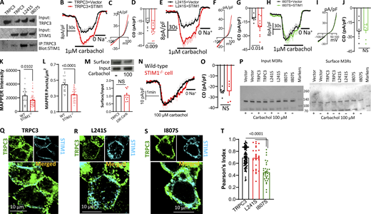 Effect of STIM1 on TRPC3 current, ER/PM junctions, and Ca2+influx. Current by truncated TRPC3. (A) TRPC3(L241S) enhances Co-IP of TRPC3 with STIM1. (B–J) Time course (B, E, and H), I/V (C, F, and I), and current density (D, G, and J) of TRPC3 (B–D), TRPC3(L241S) (E–G), and TRPC3(I807S) (H–J) in the presence (red) and absence of STIM1 (black) and stimulated with 1 µM carbachol. (K and L) Puncta density (K) and number (L) of MAPPER in wild-type and STIM1−/− cells was measured after treating the cells with CPA. (M) Surface expression of TRPC3 in STIM1−/− resting and stimulated cells. (N and O) Time course (N) and current density (O) of TRPC3 stimulated with 100 µM carbachol in wild-type and in STIM1−/− cells (red). (P) Input and surface of HA-tagged M3Rs expressed together with the indicated TRPC3 mutants and stimulated with or without 100 µM carbachol. This is one of two experiments with similar results. (Q–S) Co-localization of YFP-tagged TRPC3 (Q), TRPC3(L241S) (R), and TRPC3(I807S) (S) with STIM1-CFP in cells treated with 100 µM carbachol and 25 µM CPA. (T) The Pearson’s index for TRPC3, TRPC3(L241S), and TRPC3(I807S) co-localization with STIM1. Source data are available for this figure: SourceData FS1.
