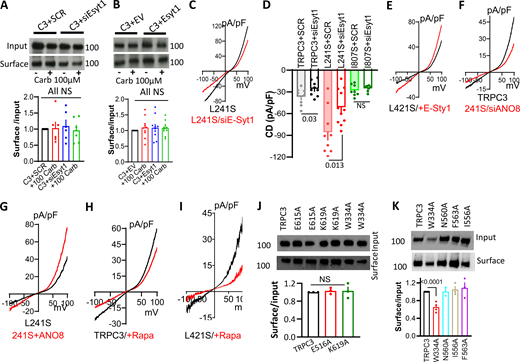 Role of ER/PM junctions in regulation of TRPC3 by receptor stimulation. (A and B) Effect of siE-Syt1 (A) and E-Sty1 expression (B) on TRPC3 surface expression. (C and D) Effect of E-Syt1 on TRPC3 and mutant current. C shows example I/V and D the current density. (E–I) Example I/V for TRPC3 and the indicated mutants current as affected (red) by E-Syt1 (E), siANO8 (F), ANO8 (G), PI(4,5)P2 depletion (H and I). (J and K) Surface expression of the indicated TRPC3 mutants. Source data are available for this figure: SourceData FS2. Refer to the image caption for details.