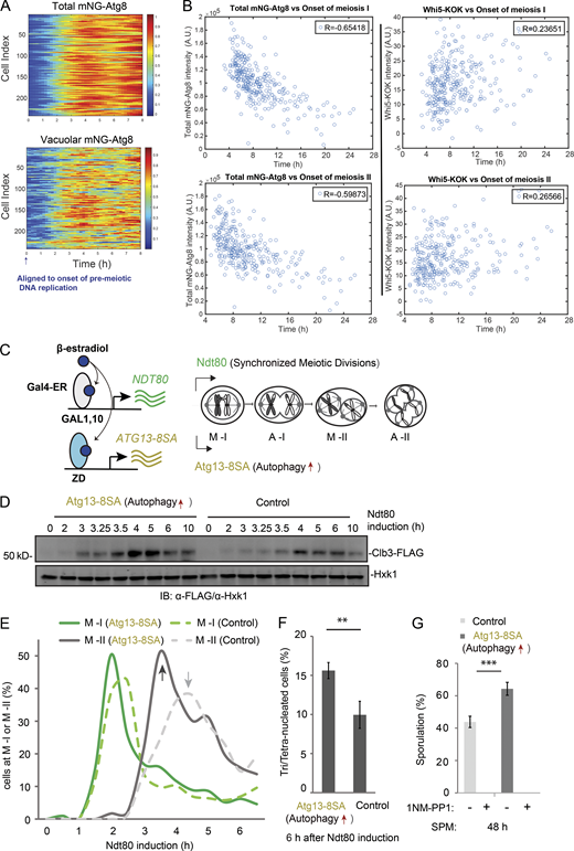 Autophagy level influences meiosis kinetics and sporulation. (A) Heatmap analysis of total (top) and vacuolar (bottom) mNG-Atg8 levels of individual meiotic cells that completed meiosis, aligned to the onset of premeiotic DNA replication. (B) Left: Correlation plots of Atg8 (mNG-Atg8) level with the onset time of meiosis I (first Cdc14 release; top left) and meiosis II (second Cdc14 release; bottom left). Right: Correlation plots of Whi5 nuclear level with the onset time of meiosis I (top right) and meiosis II (bottom right). Cells transferred to SPM (0 h). (C) Schematic of simultaneously induced expression of Atg13-8SA (pZD: Atg13-8SA, for autophagy enhanced) and NDT80 (pGAL: NDT80, for synchronized metaphase I entry) by 1 µM β-estradiol. For GAL-NDT80−synchronized meiosis, 1 µM β-estradiol was added to meiotic cells after 12 h in SPM to synchronize the entry of meiotic divisions, depicted as t = 0 h of NDT80 induction. (D–G) Effects of Atg13-8SA on synchronized meiotic kinetics and sporulation. Control, strain without pZD: Atg13-8SA. (D and E) IB of Clb3-FLAG/Hxk1 in control and Atg13-8SA cells (D); IF of Tub1 showing percentage of control (dashed lines) and Atg13-8SA (solid lines) cells reaching metaphase I (M-I, green) and metaphase II (M-II, grey; E) at indicated time points. n ≥ 100. Arrows mark M-II peaks, Atg13-8SA shortens the time to reach M-II peak. (F) Percentage of tri-/tetranucleated cells (DAPI staining) after 6 h of NDT80 induction. n ≥ 300. Statistically significant differences: **, P ≤ 0.01; error bars represent standard deviations of three replicate experiments. (G) Sporulation efficiency (%) in control or Atg13-8SA cells after 48 h in SPM (n ≥ 300 cells; t test; ***, P ≤ 0.001). 1NM-PP1 treatment (5 µM, autophagy inhibition) at entry of metaphase I (NDT80 expression) abolished sporulation. A.U., arbitrary unit. Source data are available for this figure: SourceData F2. Refer to the image caption for details.
