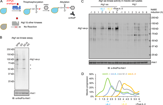 Atg1 kinase activity is upregulated in anaphase I and II. (A) Schematic of the chemical-genetic strategy for monitoring Atg1-as (analog-sensitive Atg1, Atg1-M102G) kinase activity in vitro. Atg1-as thiophosphorylates its substrates with a bulky ATPγS analog (N6-PhEt-ATP-γ-S). Thiophosphorylated substrates of Atg1-as can then be alkylated with para-nitrobenzyl mesylate (PNBM) and detected by IB using anti-thiophosphate ester (α-thioP) antibodies. (B) Atg1-as cells under synchronized meiosis (SPM, t = 1 h after NDT80 induction), mitosis (SD, log phase), and starvation (SD-N, t = 20 min) were collected and treated as in A. Following Atg1 kinase assay, the whole-cell lysates were subjected to IB with indicated antibodies. Hxk1, hexokinase isoenzyme 1 (loading control); Atg1-as-p, Atg1-as autophosphorylation. *, unidentified proteins. NC, no supplemented ATP in starved cell lysates. (C) IB of Atg1-as kinase activity in Atg1-as or Atg1 cells, as in B, during synchronized meiosis. (D) Meiotic kinetics of Atg1-as cells in C determined by IF of Tub1, showing upregulated Atg1-as activity at onset of A-I (2 h), A-II (4 h), and post–A-II (6 h). Source data are available for this figure: SourceData F3. Refer to the image caption for details.