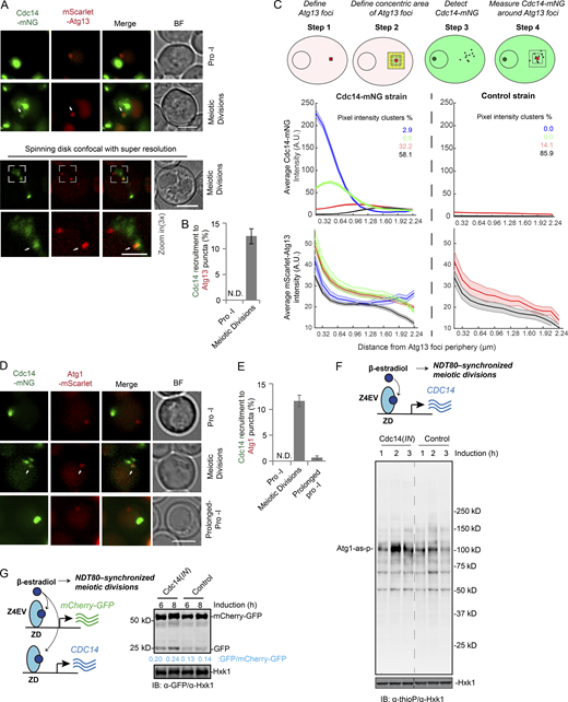 Cdc14 stimulates atg1 activity in anaphase to assist autophagy initiation. (A and B) FM analysis of synchronized meiotic cells expressing Cdc14-mNG and mScarlet-Atg13. (A) Representative images; white arrow, mScarlet-Atg13 puncta that recruits Cdc14-mNG; bottom panel, high-resolution spinning-disk confocal FM and amplified area (white box); scale bars, 5 µm; zoom in (3×) scale bar, 2 µm. (B) Percentage of cells with Cdc14-mNG recruited to mScarlet-Atg13 puncta; only cells that carry mScarlet-Atg13 puncta were analyzed (n ≥ 300 cells, three replicate experiments, t test). (C) Top: Schematic depiction of the algorithmic quantification of Cdc14-mNG pixel intensity around Atg13 foci. Bottom: Cluster analysis showing the fluorescence intensity of Cdc14mNG/Atg13-mScarlet (line) with the standard deviations (shade) as a function of distance from the center of the Atg13 foci. Whereas four clusters can be identified in the experimental strain (Cdc14-mNG), with two of them (blue and green) showing significant enrichment of Cdc14 around the Atg3 foci, all clusters in the control (no Cdc14-mNG) showed no such dependence. In both experimental and control strains all clusters showing mScarlet-Atg13 intensity enrichment as predicted. A total of 19,000 foci from confocal FM images were analyzed by deep learning methods. (D and E) FM analysis of cells expressing Cdc14-mNG and Atg1-mScarlet during prophase I (before NDT80 induction), meiotic divisions (after NDT80 induction), and prolonged prophase I (no NDT80 induction). (D) Representative FM images; white arrows mark Cdc14-mNG recruitment to Atg1-mScarlet puncta; scale bar, 5 µm. (E) Percentage of cells with Cdc14-mNG recruited to Atg1-mScarlet puncta; only cells that carry Atg1-mScarlet puncta were analyzed (n ≥ 300 cells, three replicate experiments, t test). (F) Top: Schematic of induced CDC14(IN) expression (pZD: CDC14) during synchronized meiosis. Bottom: Atg1-as activity in response to Cdc14(IN) expression during synchronized meiosis examined as in Fig. 3 C. (G) Left: Schematic of simultaneously induced expression of CDC14, mCherry-GFP, and NDT80 (synchronized meiosis). Right: IB analysis with indicated antibodies, showing increase of mCherry-GFP cleavage due to Cdc14(IN). A.U., arbitrary unit. Source data are available for this figure: SourceData F5. Refer to the image caption for details.