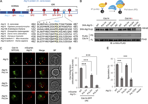 Two PxL motifs in Atg13 are required for Cdc14 docking. (A) Top: Schematic of Atg13 (S. cerevisiae) with six Cdc14 preferred target sites (SP1−6: S129-P, S348-P, S454-P, S535-P, S541-P, and S646-P, in red) and three predicted docking motifs (PxL1−3: P76-PL, P207-IL, and P476-DL, in blue). HORMA, Hop1p, Rev7p, and MAD2. Bottom: Sequence alignment of the PxL3 (P476-DL) region among Atg13 homologs from indicated species. Symbols mark identical (yellow shade) and similar residues (*). (B) IB of recombinant FLAG-tagged Cdc14/Cdc14m binding to bead-immobilized 3HA-Atg13 variant proteins that were purified by IP (α-HA) from vegetative cell lysates. Top: Schematic of experimental design. (C and D) FM analysis of GFP-tagged Cdc14(IN) recruitment to the puncta of mScarlet-tagged Atg13 variants, during synchronized meiotic divisions. (C) Representative FM images. Scale bar, 5 µm. White arrows mark recruitment of Cdc14-GFP to mScarlet-Atg13 variants. (D) Quantitation (n ≥ 300 cells, t test; ***, P ≤ 0.001). (E) Sporulation was triggered in nonsynchronized meiotic cells expressing indicated ATG13 variants, which were carried by pRS303 vector in atg13Δ strain. Shown is the percentage of cells sporulated after 48 h in SPM (n ≥ 300 cells; t test; ***, P ≤ 0.001). Source data are available for this figure: SourceData F7.