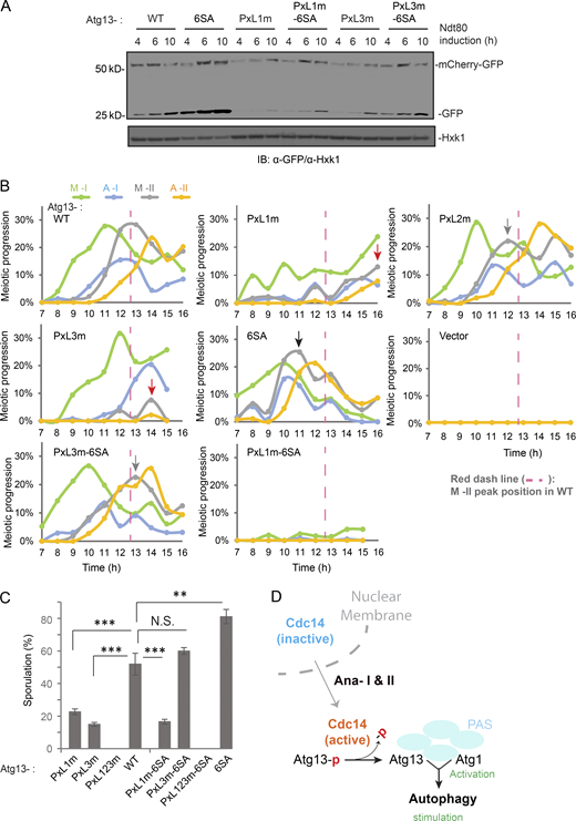 The PxL3 motif is required for Cdc14-mediated Atg13 dephosphorylation. (A) IB of extracts from synchronized meiotic cells with indicated antibodies. Cell with ATG13 variants simultaneously expresses mCherry-GFP (pZD: mCherry-GFP) and NDT80, induced by 1 µM β-estradiol. 6SA restores mCherry-GFP processing in PxL3m to the WT level. (B) Meiotic kinetics in nonsynchronized meiotic cells expressing ATG13 variants, as indicated, by IF of Tub1. Symbols mark M-II peak position in WT (red dashed line), delayed M-II (red arrow), faster M-II (black arrow), and M-II similar to WT (gray arrow). (C) Sporulation was triggered in nonsynchronized meiotic cells expressing indicated ATG13 variants, which were carried by pRS303 vector in atg13Δ strain. Shown are the percentage of cells sporulated after 48 h in SPM (n ≥ 300 cells; t test; **, P ≤ 0.01; ***, P ≤ 0.001; N.S., not significant). (D) Signal transduction model of Cdc14 stimulating autophagy spatiotemporally. At anaphase I and II, active Cdc14 relocates from nucleolus to cytosol and dephosphorylates Atg13 at PAS to activate atg1 and hence autophagy. Source data are available for this figure: SourceData F8. Refer to the image caption for details.