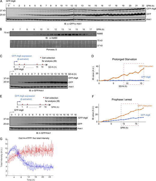 Autophagy in meiotic cells, starved cells, and meiotic ndt80Δ cells. (A) IB of cell lysates with indicated antibodies showing GFP-Atg8 processing. Whole cell extracts derived from cells during nonsynchronized meiosis were treated as diagrammed in Fig. 1 A and analyzed by IB with indicated antibodies. GFP-Atg8 expression was induced upon SPM incubation (t = 0 h). (B) Top: IB (α-Ndt80) showing Ndt80 level in the same samples prepared as in A. Bottom: Proteins transferred to the blotting membrane were stained with Ponceau S before IB. (C and D) IB of whole cell extracts derived from cells under starvation (SD-N) with indicated antibodies. (C) Top: Schematic of GFP-Atg8 induction and cell collection. Bottom: IB images. (D) Quantification of IB intensity for GFP and GFP-Atg8 (normalized by Hxk1 IB intensity) over time course. The window of time matching meiotic divisions in Fig. 1 B (9–16 h) is marked by red box (dashed). GFP-Atg8 expression was induced by 1 µM β-estradiol upon SD-N starvation (t = 0 h). (E and F) IB of whole cell extracts derived from ndt80Δ cells under meiosis/sporulation condition (SPM) with indicated antibodies. (E) Top: Schematic of GFP-Atg8 induction and cell collection. Bottom: IB images. (F) Quantification of IB (α-GFP) intensity for GFP and GFP-Atg8 (normalized by Hxk1 IB intensity) over time course. The window of time matching meiotic divisions in Fig. 1 B (9–16 h) is marked by red box (dashed). GFP-Atg8 expression was induced by 1 µM β-estradiol upon SPM incubation (t = 0 h). (G) Time-lapse FM analysis of Cdc14-mTFP1 foci intensity during quiescence (red) and meiosis (blue). Shown are Cdc14-mTFP1 foci signal (line) with the standard deviations (shade). A.U., arbitrary unit. Source data are available for this figure: SourceData FS1. Refer to the image caption for details.