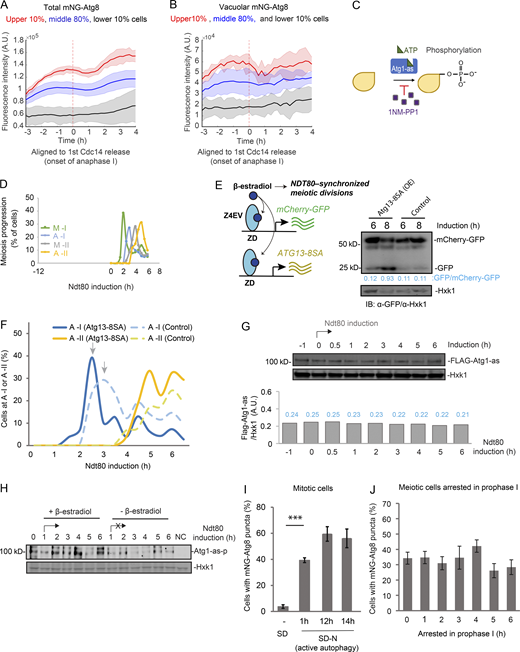 Meiotic autophagy is coupled to meiosis progression. (A and B) Shown are total mNG-Atg8 (A) and vacuolar mNG-Atg8 signal (line; B) with the standard deviations (shade) aligned to first Cdc14 release (anaphase I, marked by red dashed line). Cells from experiments in Fig. 1 C were divided into three groups based on how fast they went through meiosis (pink, 10% of the total, the fastest; gray, 10% of the total, the slowest; blue, 80% of the total, the middle; total, n = 303 cells; Kolmogorov–Smirnov test, P = 0.05). (C) Schematic of the chemical-genetic strategy for inhibiting the kinase activity of Atg1-as. Atg1 was genetically mutated to its Shokat allele, Atg1-M102G, with the bulky gatekeeper residue in the ATP-binding pocket of Atg1 replaced to create a functional ATP-analog–sensitive allele of Atg1 (Atg1-as). 1NM-PP1, a membrane-permeable ATP analog, can specifically inhibit Atg1-as kinase activity in a live cell. (D) Graph of Gal-NDT80–synchronized meiosis showing the percentage of cells at metaphase I (M-I), anaphase I (A-I), metaphase II (M-II), and anaphase II (A-II) at indicated time points. Cells derived every 0.5 h after NDT80 induction (t = 0 h) were fixed and subjected to IF staining (IF: α-tubulin/DAPI) as described in Materials and methods. (E) IB of meiotic cell lysates with indicated antibodies, showing the effect of induced Atg13-8SA (OE) on mCherry-GFP cleavage at indicated time relative to NDT80 induction. Left: Schematic of simultaneously induced expression of Atg13-8SA, mCherry-GFP, and NDT80 by 1 µM β-estradiol at 12 h in SPM (t = 0 h, induction). Atg13-8SA stimulates mCherry-GFP cleavage. (F) IF of Tub1 showing percentage of control (dashed lines) and Atg13-8SA (solid lines) cells reaching anaphase I (A-I, blue) and anaphase II (A-II, yellow) at indicated time points. Arrows mark A-I peaks; Atg13-8SA shortens the time to reach A-I peak; pattern of tubulin was quantified every 0.5 h after NDT80 induction (t = 0 h; n ≥ 100 cells at each time point). (G) Whole cell extracts derived from Gal-NDT80–synchronized meiotic cells were analyzed by IB with α-FLAG and α-Hxk1 antibodies. Graph at the bottom shows the quantification of FLAG-Atg1-as IB intensity with value (blue) in arbitrary units normalized by Hxk1 IB intensity. FLAG-Atg1-as level during meiotic divisions is relatively stable. (H) Atg1-as cells during synchronized meiosis (+ β-estradiol) or prophase I arrest (– β-estradiol) were collected at indicated time points. After Atg1 kinase assay, as diagrammed in Fig. 3 A, the whole-cell lysates were subjected to IB with indicated antibodies. NC, no supplemented ATP. (I and J) Percentage of cells with mNG-Atg8 puncta under vegetative growth (SD; I), nitrogen starvation (SD-N; J) or prophase I arrest (12 h in SPM as t = 0 h; I). n ≥ 300 cells at each time point from three replicate experiments; t test; ***, P ≤ 0.001. A.U., arbitrary unit. Source data are available for this figure: SourceData FS2. Refer to the image caption for details.