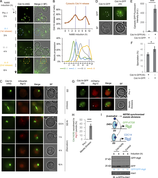 Cdc14 stimulates autophagy during meiosis. (A and B) Cdc14-mNG relocation from nucleolus to cytosol at anaphase I and II. (A) Representative FM images of synchronized meiotic cells at indicated time points with Cdc14-mNG localized in nucleolus and cytosol; symbols mark representative cell at prophase I (Pro-I, green circle), anaphase I (A-I, blue circle), metaphase II (M-II, gray circle), and anaphase II (A-II, yellow circle). Scale bar, 5 μm. (B) Top, quantitative analysis of A showing percentage of cells with Cdc14-mNG cytosolic release during synchronized meiosis (n ≥ 300). Bottom: Graph of meiotic progression determined by IF of Tub1. Dashed lines mark the first and second Cdc14 release peaks at anaphase I and II, respectively. (C) Representative FM images showing Cdc14-mNG and mScarlet-Atg13 fluorescence signal in cells under vegetative growth condition (SD, log-phase cells) or nitrogen starvation condition (SD-N). Scale bar, 5 µM. n ≥ 300 cells. Cdc14-mNG was not recruited to mScarlet-Atg13 puncta (SD-N). (D and E) FM analysis of cytosolic Cdc14-GFP and Cdc14-GFP (IN) at anaphase II. (D) Representative FM images. Scale bar, 5 µm. (E) Quantitation of GFP fluorescence signal. The fluorescence intensity measured at the white dots was normalized to the background signal (red dot) and shown as average (n = 10 cells, 5 white dots/cell, t test; ***, P ≤ 0.001). (F) Percentage of synchronized meiotic cells showing sporulation after 48 h in SPM with indicated conditions (n ≥ 300 cells; t test; *, P ≤ 0.05). Cd14-GFP(IN) was induced by 1 µM β-estradiol at 12 h in SPM. (G and H) FM analysis of Cdc14 GFP (IN) recruitment to mCherry-Atg13 cytosolic puncta at prophase I and during synchronized meiosis divisions. (G) Representative FM images. Scale bar, 5 µm. (H) Quantitation (n ≥ 300 cells; t test; ***, P ≤ 0.001). (I) Top: Schematic of simultaneously induced expression ofCDC14, GFP-ATG8, and NDT80 at arrested prophase I due to lack of NDT80 expression. Bottom: IB analysis of whole cell lysates with indicated antibodies, showing increased GFP-Atg8 processing (free GFP accumulation) in response to Cdc14(IN). The ratios of GFP/GFP-Atg8 (IB intensity) are listed (blue). A.U., arbitrary unit. Source data are available for this figure: SourceData FS3. Refer to the image caption for details.