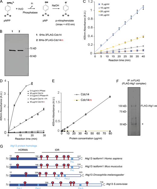 Recombinant Cdc14 carries phosphatase activity in vitro. (A) Schematic of the colorimetric phosphatase activity measured spectrophotometrically at 410 nm by determining the amount of pNP produced after the hydrolysis of Pi from pNPP. The addition of NaOH after a specified assay time (e.g., 10 min) serves to stop the phosphatase reaction while simultaneously converting the product p-nitrophenol into the yellow-colored p-nitrophenolate (λmax = 410 nm). (B) The indicated proteins were prepared from E. coli, as detailed in Materials and methods, for recombinant protein expression and purification and analyzed by SDS-PAGE followed by Coomassie Blue staining. (C) Phosphatase activity of recombinant 6His-3FLAG-Cdc14 protein with indicated concentrations was assayed as in A. Shown are the average and standard deviation, from three replication experiments, of p-nitrophenolate absorbance at 405 nm, plot to incubation time. (D) Phosphatase activity of 40 µg/ml recombinant 6His-3FLAG-Cdc14, 40 µg/ml 6His-3FLAG-Cdc14m, or 0.4 µg/ml λ phosphatase assayed in the presence or absence of PI as in A, shown as C. Note that PI almost abolished phosphatase activity in 6His-3FLAG-Cdc14 and λ phosphatase. (E) Phosphatase activity of recombinant 6His-3FLAG-Cdc14 and 6His-3FLAG-Cdc14m (enzymatically dead Cdc14 mutant, Cdc14-C283S) protein was assayed for 30 min as in A. Shown are the average and standard deviation, from three replication experiments, of p-nitrophenolate absorbance at 405 nm, plot to protein concentration. Note that 6His-3FLAG-Cdc14m yielded no detectable absorbance over the background. (F) IP (α-FLAG) of Atg1 (FLAG-Atg1-as) complex from cell lysates derived from the FLAG-Atg1-as cells arrested at prophase I. After washing, the Atg1 (FLAG-Atg1-as) complex was eluted from the resin with FLAG peptide. Eluted proteins were resolved by SDS-PAGE and visualized by Sypro Ruby staining. IB confirmed Flag-Atg1-as protein identity. *, IgG. (G) Protein domain organization of Atg13 from various species, with the location of protein domains annotated by residue number. Highlighted are the Serine-Proline (SP, in red) and Proline-x-Leucine (PxL, light blue box) motif. HORMA, Hop1p, Rev7p, and MAD2. Note that IDR harbors at least one PxL motif and the majority of SP sites. A.U., arbitrary unit. Source data are available for this figure: SourceData FS4. Refer to the image caption for details.