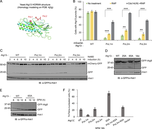 Two PxL motifs in Atg13 are critical for the function of Atg13 in autophagy. (A) A PyMOL cartoon representation of the homology model of Atg13 (S. cerevisiae) residues 7–267 (green) made by SWISS-MODEL homology modeling (Waterhouse et al., 2018) superimposed on the cartoon of the crystal structure of Lachancea thermotolerans Atg13 HORMA domain (cyan; Protein Data Bank accession no. 4J2G). PxL1 and PxL2 sites mutated in this study are indicated as sticks in red. (B) The effects of rapamycin (RAP) or Cdc14(IN) plus rapamycin on cytosolic puncta formation of mScarlet-tagged Atg13 (variants) during synchronized meiosis. Shown are the percentage of cells with Atg13 (variants) puncta counted at t = 6 h after NDT80 induction (n ≥ 300, t test), by FM analysis. If applied, rapamycin was added to SPM 2 h before NDT80 induction; Cdc14(IN) (PZEV-CDC14-GFP) was induced simultaneously with NDT80. Colors of bars indicate the experimental conditions: no treatment (green); rapamycin (yellow); and rapamycin plus Cdc14(IN) (gray). (C) IB of cell extracts from synchronized meiotic cells expressing ATG13 (variants) with indicated antibodies. The mCherry-GFP (pZD: mCherry-GFP) and NDT80 were simultaneously induced by 1 µM β-estradiol. ATG13 variants carried by pRS303 or empty vector were introduced into atg13Δ cells. Note that mCherry-GFP processing was reduced by PxL1m (A76-PG) and by PxL3m (A476-DG), but not by PxL2m (A207-IG). (D) IB of extracts from cells expressing indicated ATG13 variants during log-phase (SD). ATG13 variants carried by pRS303 or empty vector were introduced into atg13Δ cells, in which GFP-Atg8 (pZD: GFP-ATG8) was induced by β-estradiol for 4 h before collection of cells. 2SA, Atg13-S129A-S454A; 6SA, Atg13-S129A-S348 A-S454A-S535 A-S541A-S646A. Note that the GFP-Atg8 processing levels in 2SA and 6SA cells increased, indicated by increased free GFP generation normalized by GFP-Atg8. (E) IB of cell extracts from nonsynchronized meiotic ATG13 and Atg13-6SA cells with indicated antibodies. ATG13 or Atg13-6SA carried by pRS303 was introduced into atg13Δ cells, which harbor inducible GFP-Atg8 (pZD: GFP-ATG8). After initiating sporulation for 6 h in SPM, GFP-Atg8 expression was induced; next, cells were harvested at indicated time points. Note that free GFP generation increased in Atg13-6SA cells. (F) Percentage of cells tri-/tetranucleated (three or four DAPI dots) at 16 h in SPM (nonsynchronized meiosis). From the experiment of Fig. 8 B. Cells collected at indicated time points were fixed and subjected to DAPI staining as described in Materials and methods. Note that 6SA restored the rate of tri-/tetranucleation in PxL3m cells to WT level. Source data are available for this figure: SourceData FS5.