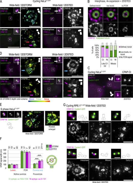 Centrosomal localization of CPAP and its cell cycle dynamics. Cycling cells were immunolabeled with antibodies recognizing Ct or Nt of endogenous CPAP, and the centrosomal distribution of CPAP signals was analyzed using 3DSTORM and 2DSTED. Low-magnification images of corresponding cells and centrosomes, in which brighter Centrin1-GFP signals correspond to mother centrioles and dimmer signals to procentrioles, are shown next to superresolved images. Centriole schemes depicting approximate centriole orientation are included to facilitate image interpretation. (A) Analysis of CPAP distribution in interphase and mitotic cells using anti CPAP-Ct antibody. (B) Image: Illustration of three typical PCM CPAP configurations. Centrioles were expanded fourfold, immunolabeled for CPAP and centriole MT marker acetylated tubulin, and imaged by 2DSTED (only CPAP is superresolved). Graph: Quantification of centrosomes based on three observed PCM CPAP configurations. n = centrosomes analyzed by 2DSTED, no expansion. (C) A pair of early G1 cells with centrioles containing luminal CPAP. (D) Analysis of CPAP distribution in interphase and mitotic cells using CPAP-Nt antibody. Magenta and red arrows in A and D point to CPAP signal on centriole’s distal and proximal ends, respectively. Blue arrows point to procentriole-associated Nt CPAP signal. (E) 3DSTORM analysis of procentriole-associated CPAP Nt signal, to illustrate its toroidal organization. (F) Quantification of CPAP signal dimensions from superresolution images using criteria illustrated by the cartoon. Histogram shows the average width of CPAP signal ± SD, n = centriole number. (G) 2DSTED analysis of CPAP signal in RPE-1C1-GFP cells using CPAP-Ct and -Nt antibody. Scale bars: 5 µm (wide-field), 0.5 µm for 3DSTORM and 2DSTED, 0.2 µm for rotated 3DSTORM (E), and 1 µm for cropped centrosomes in E. ***, P ≤ 0.001. Source data are available for this figure: SourceData F2. Refer to the image caption for details.
