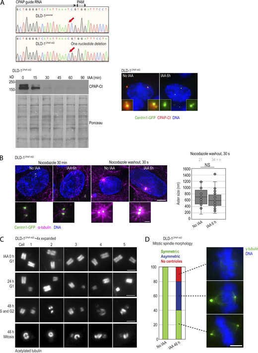 Characterization of DLD-1CPAP-AIDcells and the effect of CPAP degradation on centriole structure in this cell line. (A) Sequencing result confirming the inactivation of endogenous CPAP alleles in DLD-1CPAP-AID cells by a point mutation (red arrows). Immunoblot represents the efficiency and dynamics of CPAP-AID degradation in DLD-1CPAP-AID cells after IAA addition. Microscopy image shows decreased centrosomal CPAP levels after 6 h of IAA treatment. Centrosome-associated CPAP-AID signal is significantly reduced in IAA-treated cells. (B) MT nucleation recovery after nocodazole washout. IAA treatment for 6 h does not change the size of MT asters after nocodazole washout. (C) Examples of expanded centrioles from control and IAA-treated DLD-1CPAP-AID cells. Cycling cells were treated with IAA for 24 and 48 h, expanded approximately fourfold, immunolabeled using acetylated tubulin to label centriole MT walls, and imaged using a conventional wide-field microscope. Control G1 cells contain two intact centrioles of similar sizes. After 24 h of IAA treatment, most G1 cells contain one full-length mother centriole and one short and/or narrow daughter centriole. The lower two panels illustrate cells containing short and/or broken duplicated mother centrioles in cells treated with IAA for 48 h. (D) Quantification of mitotic spindle morphology in DLD-1CPAP-AID cells treated with IAA for 46 h and immunolabeled for γ-tubulin. Graph shows percentage of cells. Examples of symmetric, asymmetric, and acentrosomal mitoses are shown. Scale bars: 5 µm (B); 0.5 µm (inset in B); 2 µm (C); 5 µm (D). Source data are available for this figure: SourceData FS3.