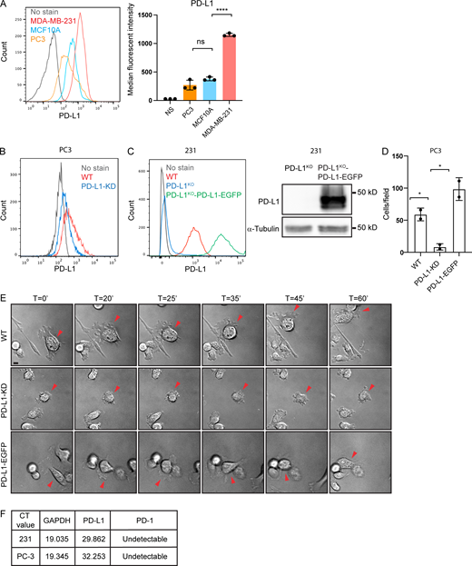 PD-L1 regulates directional persistent cell migration independently of PD-1. Related to Fig. 1. (A) Flow cytometry and quantification of cell surface PD-L1 in MCF-10A, PC3, and MDA-MB-231 cells. Data are shown as means ± SD from three independent experiments. Statistical significance was determined by two-sided unpaired t test. ****, 0.0001 > P. (B) Flow cytometry of cell surface PD-L1 in WT and PD-L1KO PC3 cells. (C) Left: Flow cytometry of cell surface PD-L1 in PD-L1KO and PD-L1KO-PD-L1-EGFP MDA-MB-231. Right: PD-L1 expression was depleted in MDA-MB-231 and restored by expressing PD-L1-EGFP and protein levels were compared by immunoblotting. (D) Trans-well migration assays comparing cell migration in WT, PD-L1KD, and PD-L1-EGFP expressing PC3 cells. Data are shown as means ± SD from three independent experiments. Statistical significance was determined by two-sided unpaired t test. *, 0.05 > P ≥ 0.01. (E) Representative images of WT, PD-L1KD, and PD-L1-EGFP PC3 cells during migration. Arrowheads track individual cell movements. Scale bars: 10 μm. (F) Threshold Cycle (CT) value from quantitative PCR results detecting the mRNA expression of GAPDH, PD-L1, and PD-1 in PC3 and MDA-MB-231 cells. Source data are available for this figure: SourceData FS1.