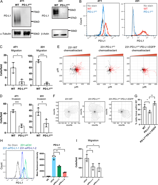 PD-L1 regulates directional persistent cell migration and invasion. (A) PD-L1 expression was depleted in MDA-MB-231 and 4T1 cells using CRISPR/Cas9, and protein levels were compared with WT cells by immunoblotting. The same α-tubulin immunoblot is shown in Fig. S3 B. (B) Flow cytometry of cell surface PD-L1 in WT and PD-L1KO MDA-MB-231 and 4T1 cells. (C) Trans-well migration assays comparing cell migration in WT and PD-L1KO MDA-MB-231 and 4T1 cells. Data are shown as means ± SD from three independent experiments. Statistical significance was determined by two-sided, unpaired t test. *, 0.05 > P ≥ 0.01; ****, 0.0001 > P. (D) Trans-well invasion assays comparing cell migration in WT and PD-L1KO MDA-MB-231 and 4T1 cells. Data are shown as means ± SD from three independent experiments. Statistical significance was determined by two-sided, unpaired t test. *, 0.05 > P ≥ 0.01; ***, 0.001 > P ≥ 0.0001. (E) Representative trajectories quantified based on the chemotaxis assay from three independent experiments: WT: n = 104 cells, PD-L1KO: n = 93 cells, and PD-L1KO-PD-L1-EGFP: n = 86 cells. (F) Rose plot diagrams show the direction of cell migration from the chemotaxis assay from three independent experiments: WT: n = 104 cells, PD-L1KO: n = 93 cells, and PD-L1KO-PD-L1-EGFP: n = 86 cells. (G) Quantification of the directionality of cells from the chemotaxis assay. Data are shown as means ± SD from three independent experiments. Statistical significance was determined by two-sided, unpaired t test. *, 0.05 > P ≥ 0.01; **, 0.01 > P ≥ 0.001. (H) Flow cytometry and quantification of cell surface PD-L1 in siCtrl and siPD-L1 MDA-MB-231. Data are shown as means ± SD from three independent experiments. Statistical significance was determined by two-sided, unpaired t test. **, 0.01 > P ≥ 0.001; ***, 0.001 > P ≥ 0.0001. (I) Trans-well migration assays comparing cell migration in siCtrl and siPD-L1 MDA-MB-231 cells. Data are shown as means ± SD from three independent experiments. Statistical significance was determined by two-sided, unpaired t test. *, 0.05 > P ≥ 0.01. Source data are available for this figure: SourceData F1. Refer to the image caption for details.