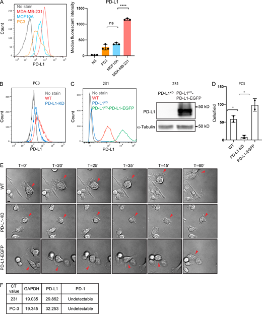 PD-L1 regulates directional persistent cell migration independently of PD-1. Related to Fig. 1. (A) Flow cytometry and quantification of cell surface PD-L1 in MCF-10A, PC3, and MDA-MB-231 cells. Data are shown as means ± SD from three independent experiments. Statistical significance was determined by two-sided unpaired t test. ****, 0.0001 > P. (B) Flow cytometry of cell surface PD-L1 in WT and PD-L1KO PC3 cells. (C) Left: Flow cytometry of cell surface PD-L1 in PD-L1KO and PD-L1KO-PD-L1-EGFP MDA-MB-231. Right: PD-L1 expression was depleted in MDA-MB-231 and restored by expressing PD-L1-EGFP and protein levels were compared by immunoblotting. (D) Trans-well migration assays comparing cell migration in WT, PD-L1KD, and PD-L1-EGFP expressing PC3 cells. Data are shown as means ± SD from three independent experiments. Statistical significance was determined by two-sided unpaired t test. *, 0.05 > P ≥ 0.01. (E) Representative images of WT, PD-L1KD, and PD-L1-EGFP PC3 cells during migration. Arrowheads track individual cell movements. Scale bars: 10 μm. (F) Threshold Cycle (CT) value from quantitative PCR results detecting the mRNA expression of GAPDH, PD-L1, and PD-1 in PC3 and MDA-MB-231 cells. Source data are available for this figure: SourceData FS1. Refer to the image caption for details.