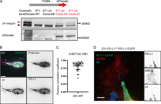 The engagement of the β4 integrin with laminin-332 contributes to the formation of PD-L1 and β4 integrin containing retraction fibers. Related to Fig. 3. (A) The endogenous β4 integrin was tagged with tdTomato using CRISPR/Cas9. The protein expression of β4-tdTomato was validated by immunoblotting. Red arrowhead shows tagged version of the β4 integrin. (B) A representative image of WT MDA-MB-231 cells stained with F-actin (phalloidin, green), integrin β4 (β4, red), and PD-L1 (blue). Arrowhead points to F-actin containing protrusions. Scale bar: 10 μm. (C) Quantification of co-localization of PD-L1 and β4 integrin at the actin containing protrusions using Pearson correlation coefficient R value. Data are shown as means ± SD from three independent experiments, n = 34 cells. (D) Representative images of PD-L1KO-PD-L1-EGFP MDA-MB-231 cells show merged images (left) of PD-L1 (green), laminin-332 (red), and integrin β4 (blue) distribution. Single channel only images are shown on the right. Scale bar: 10 μm. Source data are available for this figure: SourceData FS2. Refer to the image caption for details.