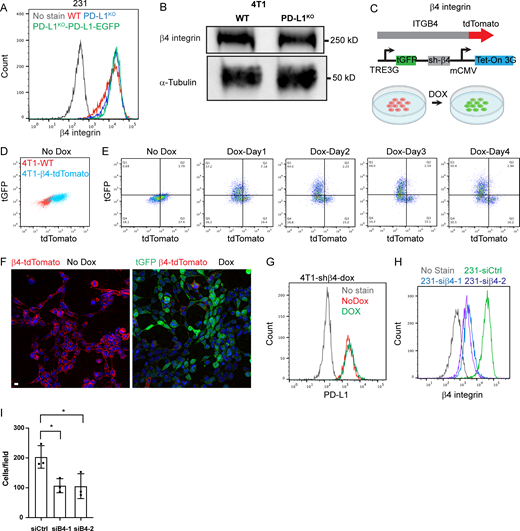 The β4 integrin regulates cell migration. Related to Fig. 3. (A) Flow cytometry of cell surface β4 integrin in WT, PD-L1KO, and PD-L1KO-PD-L1-EGFP MDA-MB-231 cells. (B) Immunoblotting shows integrin β4 protein expression in WT and PD-L1KO 4T1 cells. α-Tubulin was used as loading control. The same α-tubulin immunoblot is shown in Fig. 1 A. (C) Schematic of the design to generate dox-inducible β4 4T1-β4-tdTomato cells. tGFP, turbo GFP; mCMV, murine cytomegalovirus promoter. (D) Flow cytometry of cell surface β4-tdTomato in WT and 4T1-β4-tdTomato cells. (E) Flow cytometry of cell surface β4-tdTomato (x-axis) and tGFP (y-axis) in 4T1-β4-tdTomato cells that were treated with doxycycline for different days. (F) Representative images of dox-inducible shβ4 4T1-β4-tdTomato cells show β4-tdTomato (red) and tGFP (green) distribution without dox treatment (left, No Dox) or with dox treatment for 3 days at 2 µg/ml (right, Dox). Scale bar: 10 μm. (G) Flow cytometry of cell surface PD-L1 in 4T1-β4-tdTomato cells (No Dox, red) or with dox treatment for 3 days at 2 µg/ml (DOX, green). (H) Flow cytometry of cell surface β4 integrin in WT MDA-MB-231 cells treated with siCtrl or siRNAs against β4 integrin (siβ4-1 and siβ4-2) for 3 days. (I) Trans-well migration assays comparing cell migration in siCtrl and siβ4 MDA-MB-231. Data are shown as means ± SD from three independent experiments. Statistical significance was determined by two-sided unpaired t test. *, 0.05 > P ≥ 0.01. Source data are available for this figure: SourceData FS3. Refer to the image caption for details.