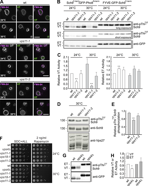HOPS mutants affect TORC1 activity. (A) Localization of VT relative to the vacuole. Wild-type (wt), vps11-1, and vps11-3 cells were transformed with the VT (Sch9C-term-GFP-Pho8N-term) reporter and grown in a synthetic medium at 24 or 30°C. Vacuoles were stained with FM4-64. The cells were analyzed by fluorescence microscopy and are shown as individual slices. Scale bar, 5 μm. (B) The vps11-1 allele causes changes in both VT and ET activities. Strains with the indicated genotypes were transformed with ET (FYVE-GFP-Sch9C-term) or VT (Sch9C-term-GFP-Pho8N-term) reporters and grown exponentially at 24 or 30°C on SDC + all medium. To measure ET/VT activities (Hatakeyama et al., 2019), proteins were extracted and run on SDS-PAGE, and the phosphorylation levels of the ET/VT reporters were detected by immunoblotting using phospho-specific anti-Sch9-pThr737 antibodies. ET/VT input levels were detected with anti-GFP antibodies. Different exposures are shown to better visualize the effects on ET and VT. (C) Quantifications of the ET/VT assays in A. Significance was determined with a two-tailed Student’s t test (**, P < 0.005; *, P < 0.05). (D) Phosphorylation states of vacuolar Sch9 and endosomal Vps27. Wild-type, vps11-1, and vps11-3 were grown in synthetic complete medium. Corresponding cells extracts were run on 7.5 and 9% SDS-PAGE and probed with phosphospecific Thr737 Sch9 and anti-Sch9 antibodies or run on a 6% gel containing 50 μM Mn2+-Phos-tag and probed with anti-Vps27 antibodies. (E) Quantifications of the Sch9 Thr737 phosphorylation assayed in D. Error bars represent SD of three independent experiments. **, P ≤ 0.01 (Student’s t test). (F) Growth of wild-type, vps4Δ, vps11-1, vps18-1, and vps11-3 on rapamycin-containing plates. The cells were grown in synthetic medium, spotted onto plates containing SDC + all with or without 2 ng/ml rapamycin, and grown at either 24 or 30°C for 2–5 d. (G)VPS4 deletion affects vacuolar but not ET activity. Wild-type and vps4Δ cells were transformed with ET (FYVE-GFP-Sch9C-term) or VT (Sch9C-term-GFP-Pho8N-term) reporters and grown exponentially at 30°C in a synthetic medium. ET/VT activities were assessed as in B. (H) Quantifications of the ET/VT assay in G. Significance was determined with a two-tailed Student’s t test (*, P ≤ 0.05). Source data are available for this figure: SourceData F7.